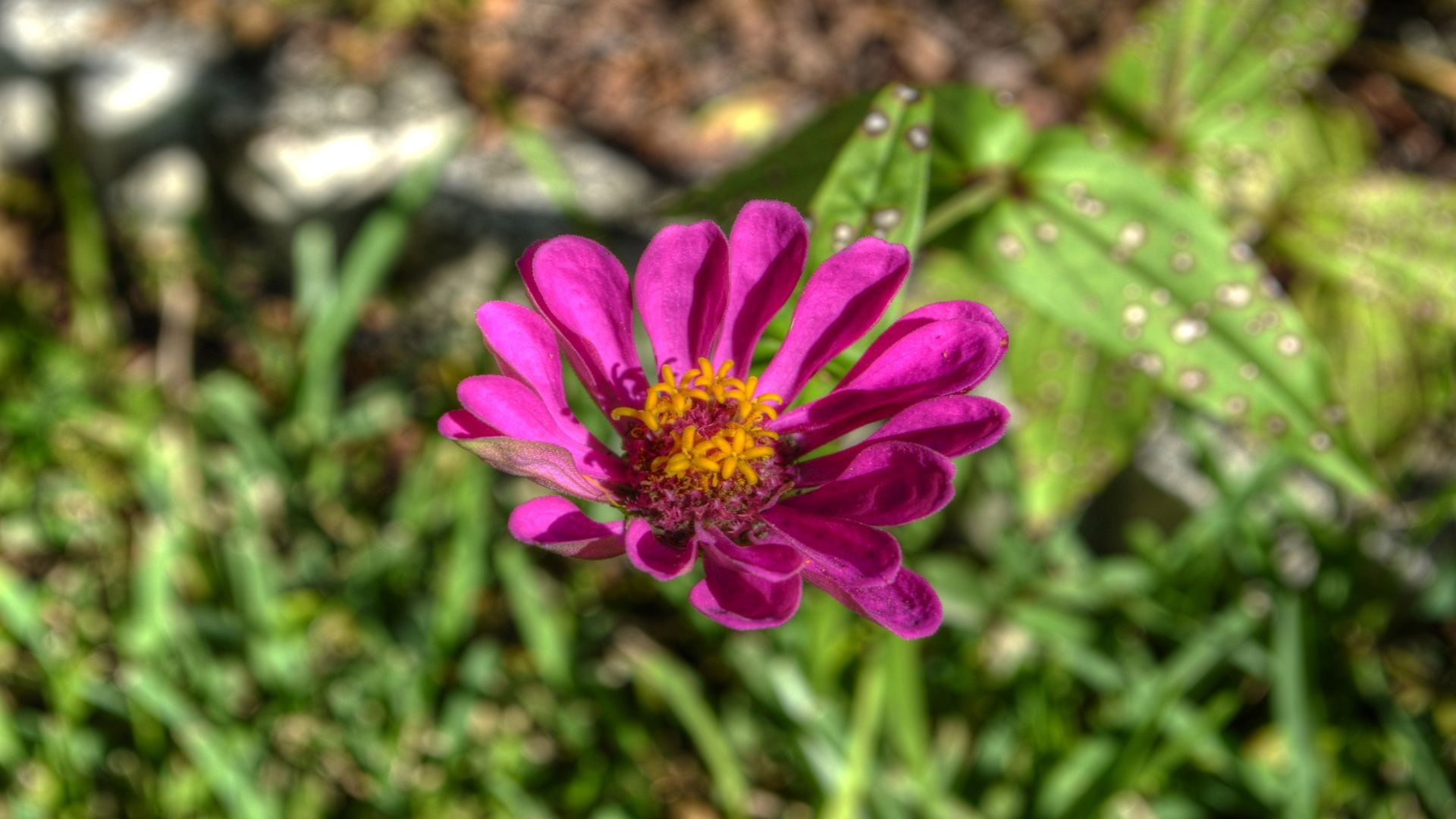 freshness, pink color, 1080P, flowering plant, flora, plant, flowers, growth, beauty in nature, close-up, inflorescence, day, focus on foreground, petal, HD Wallpaper