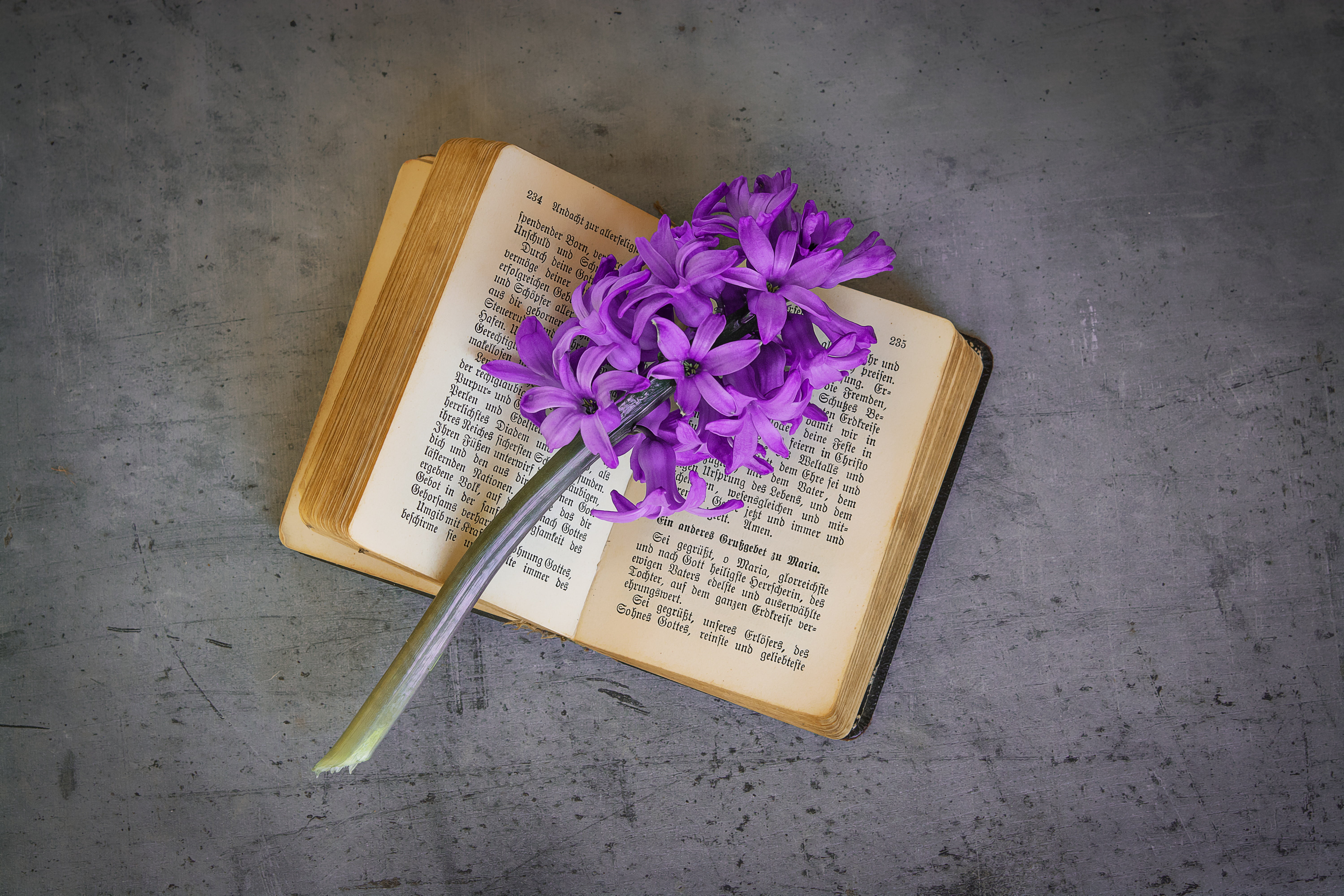 schnittblume, flower, book pages, publication, table, backgrounds, close, flowering plant, still life, old, used, communication, open, font, from above, HD Wallpaper