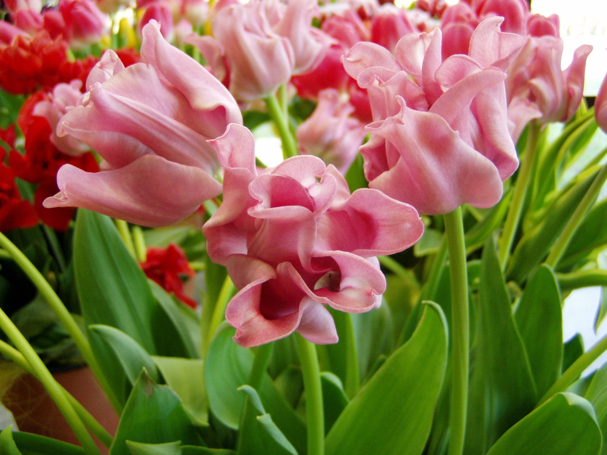 springtime, flower arrangement, 1080P, pink, vulnerability, pink color, no people, botany, pink flowers, growth, close-up, petals, inflorescence, spring, HD Wallpaper