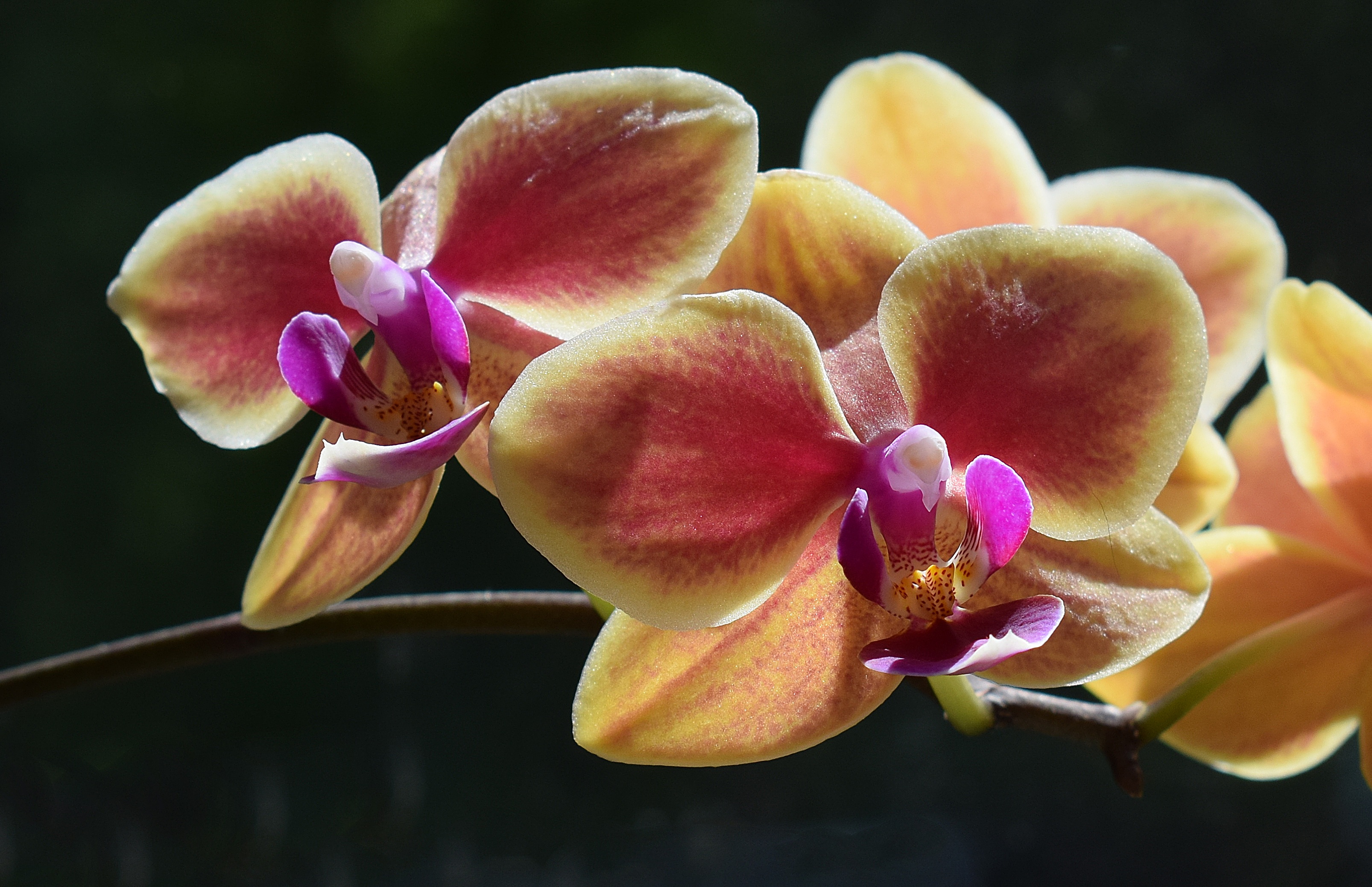bloom, pollen, inflorescence, flower, hybrid phalaenopsis, purple, flower Head, day, focus on foreground, plant, freshness, outdoors, growth, fuchsia, nature, HD Wallpaper