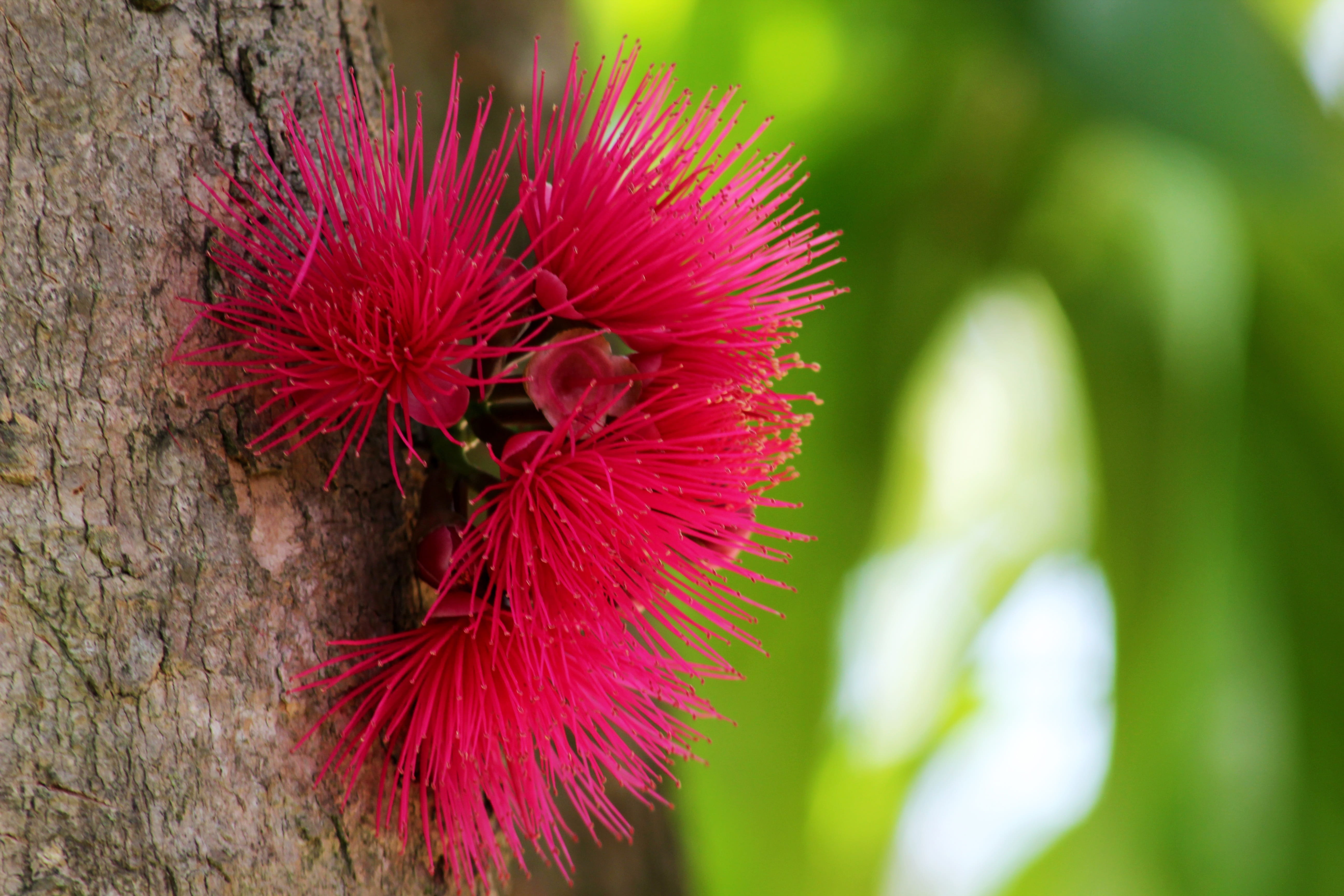 no people, nature, growth, petal, fruits, focus on foreground, close-up, flower, tree, beauty in nature, fuchsia, pink color, inflorescence, vulnerability, HD Wallpaper