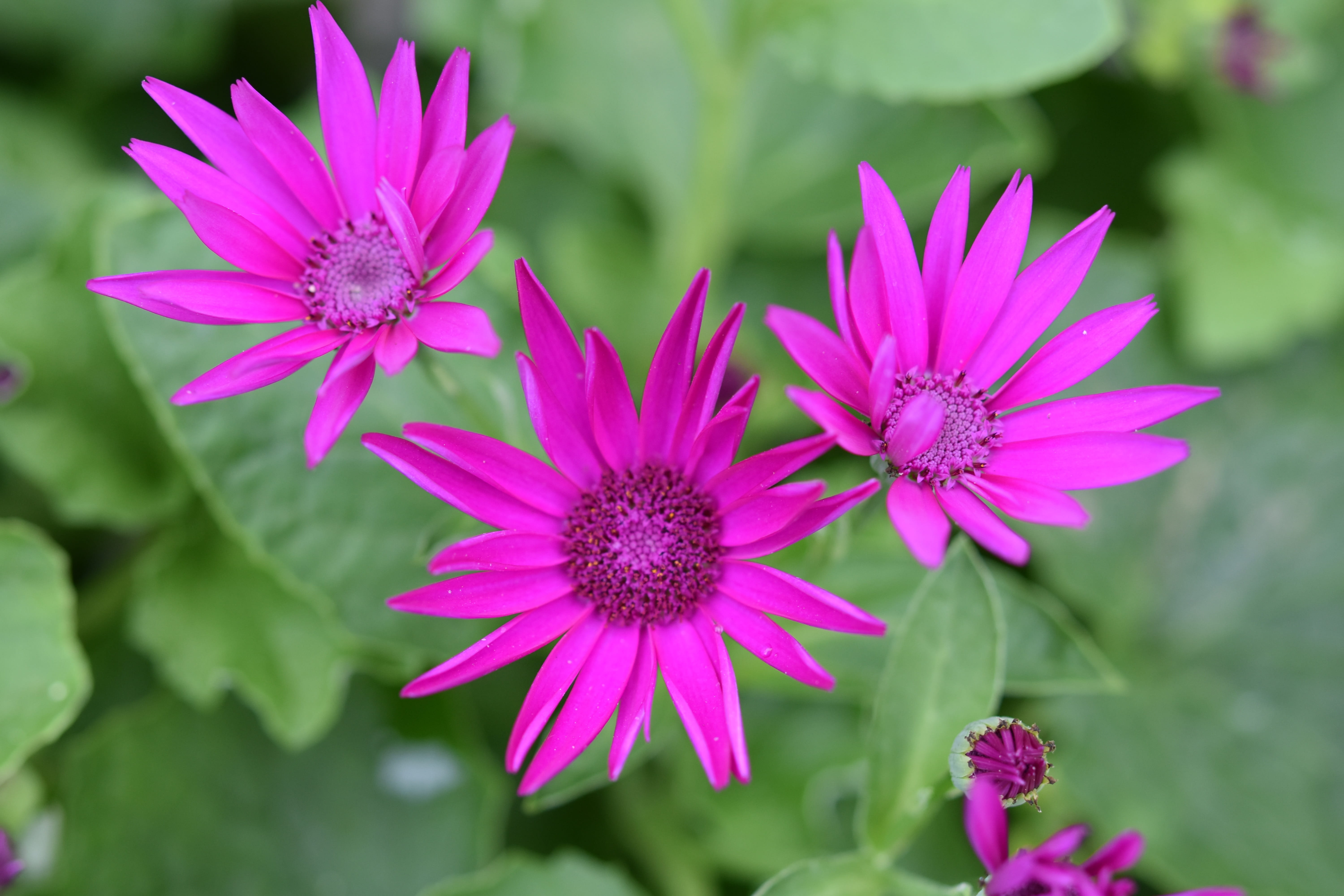 pollen, fuchsia pink, flower head, garden, plant, plants, vulnerability, close-up, day, freshness, spring-flowering, flower color fushia, flowers, romance, HD Wallpaper