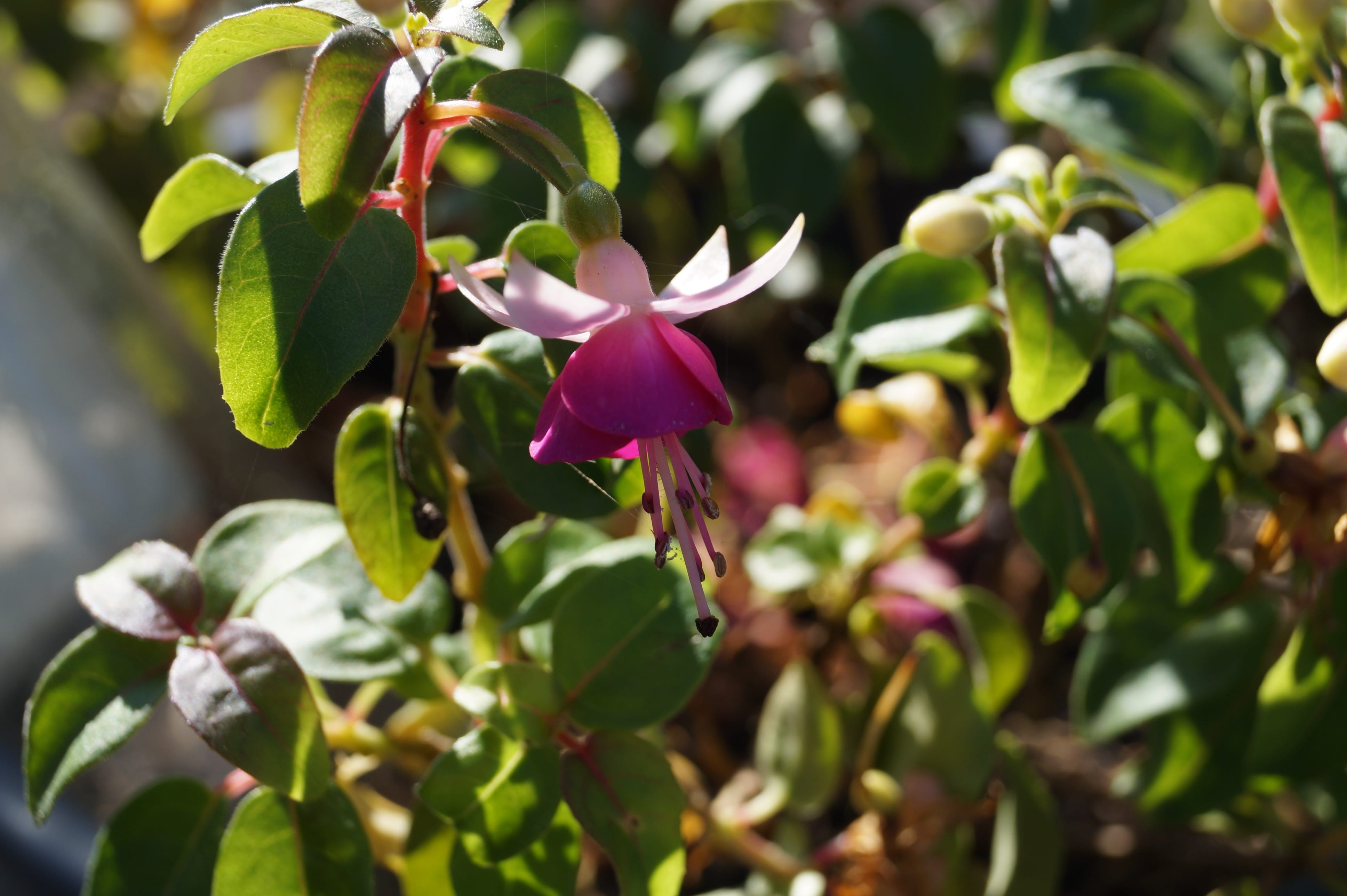 flower head, freshness, day, flower, vulnerability, selective focus, plant, outdoors, growth, flowering plant, 4K, sun, petal, focus on foreground, fuchsia, HD Wallpaper