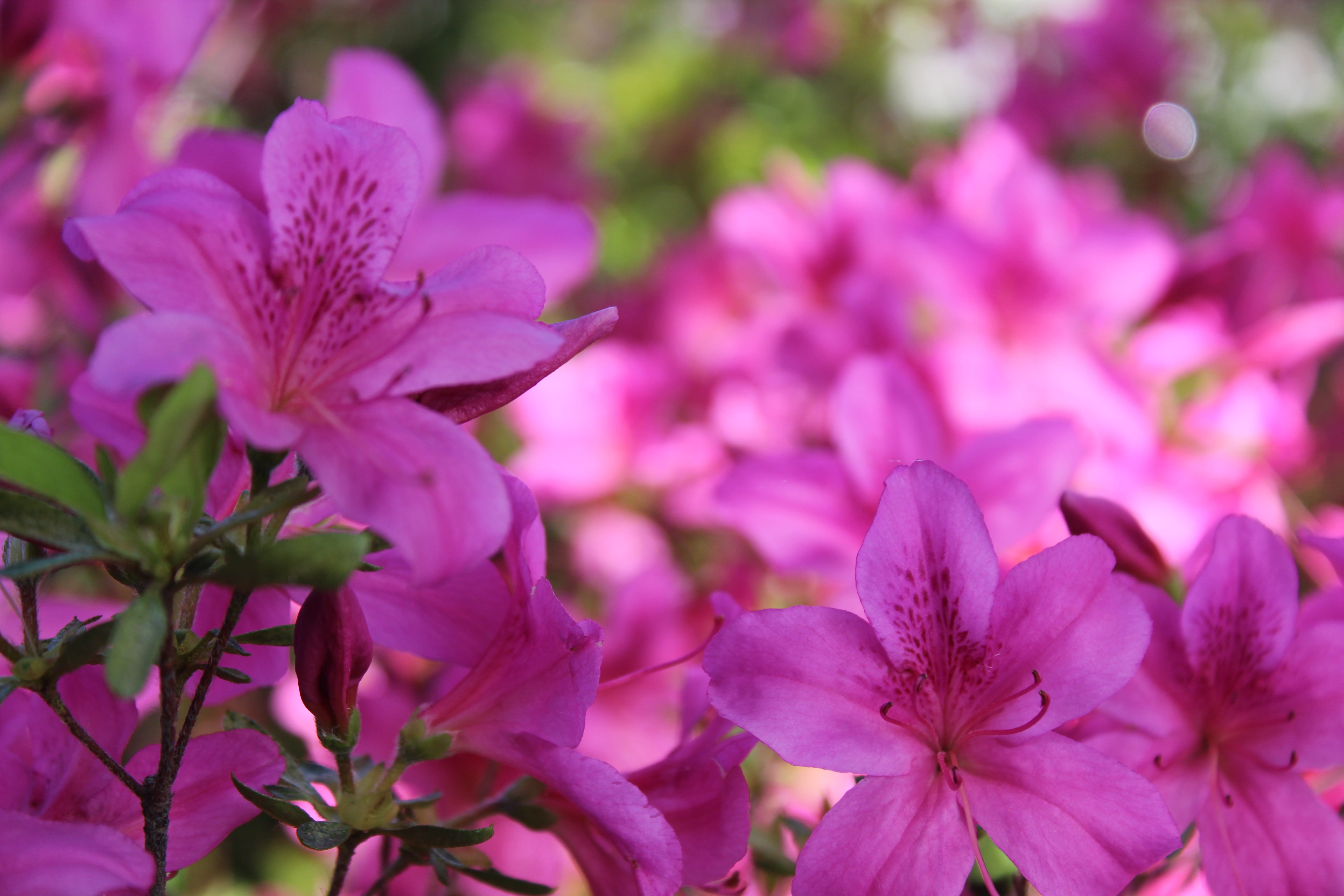 bunch of flowers, vulnerability, inflorescence, flower head, growth, focus on foreground, nature, flowers, floral, outdoors, purple, softness, beauty in nature, HD Wallpaper