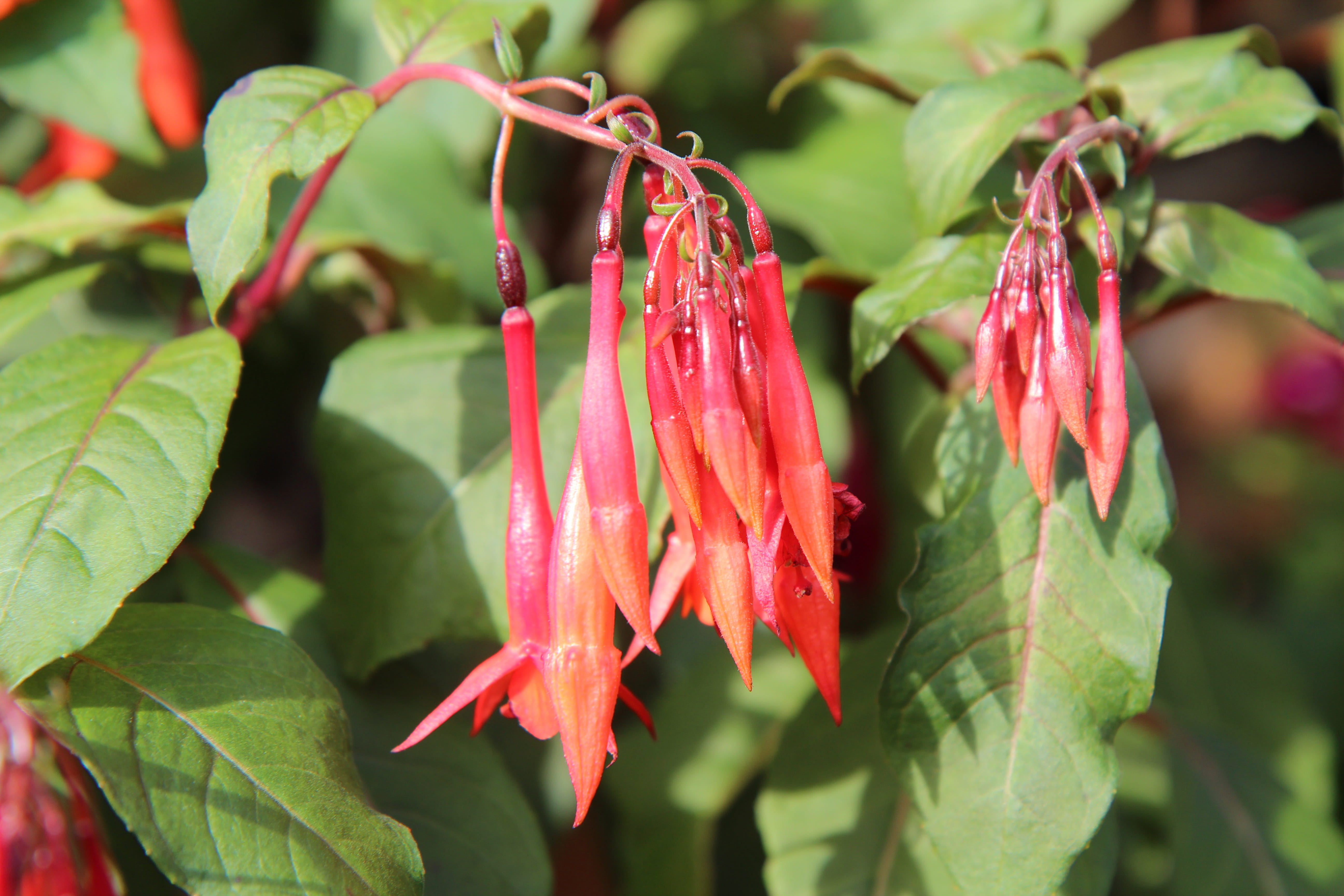 leaf, nature, flower, fushia red, no people, close-up, pepper, outdoors, food, beauty in nature, green color, fuchsia fulgens, focus on foreground, flowering, HD Wallpaper