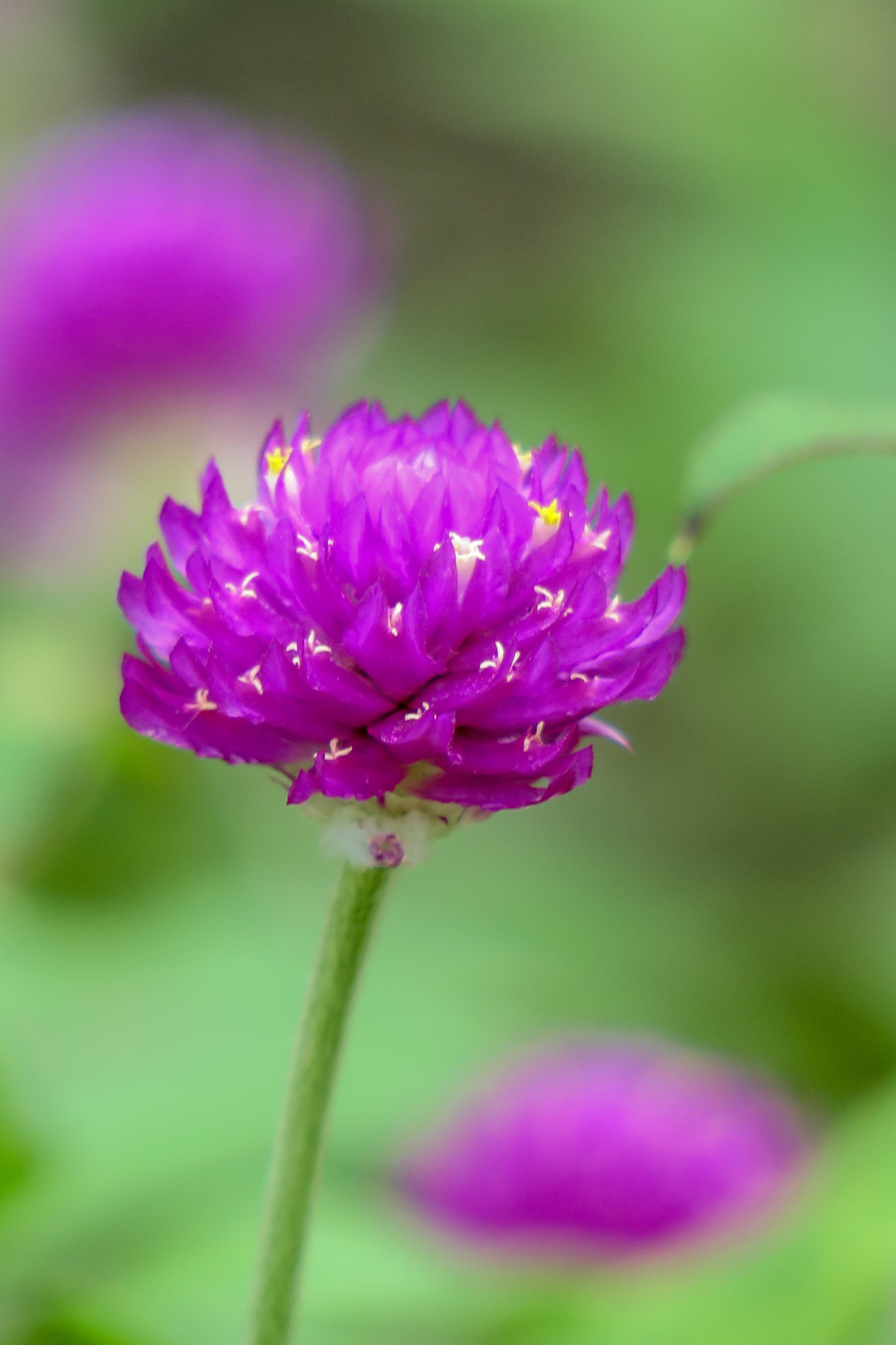 beauty in nature, flowering, no people, a thousand days red, growth, 5K, outdoors, flower head, common wildflowers, plant, inflorescence, nature, light, Phone HD Wallpaper