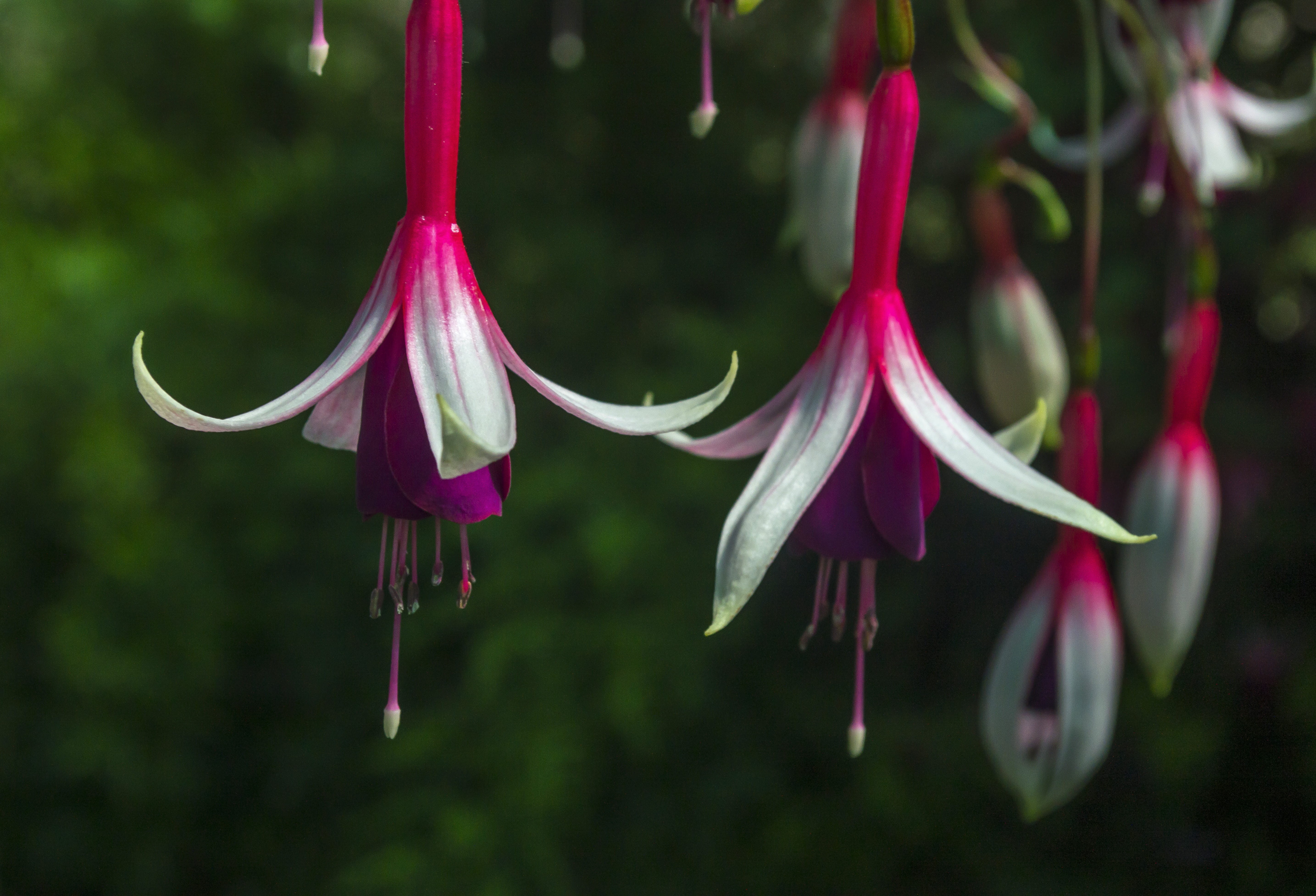 bloom, nature, red, ornamental plant, 5K, day, garden, vulnerability, outdoors, hanging, balcony plant, close-up, close up, flower, no people, fuchsia, HD Wallpaper