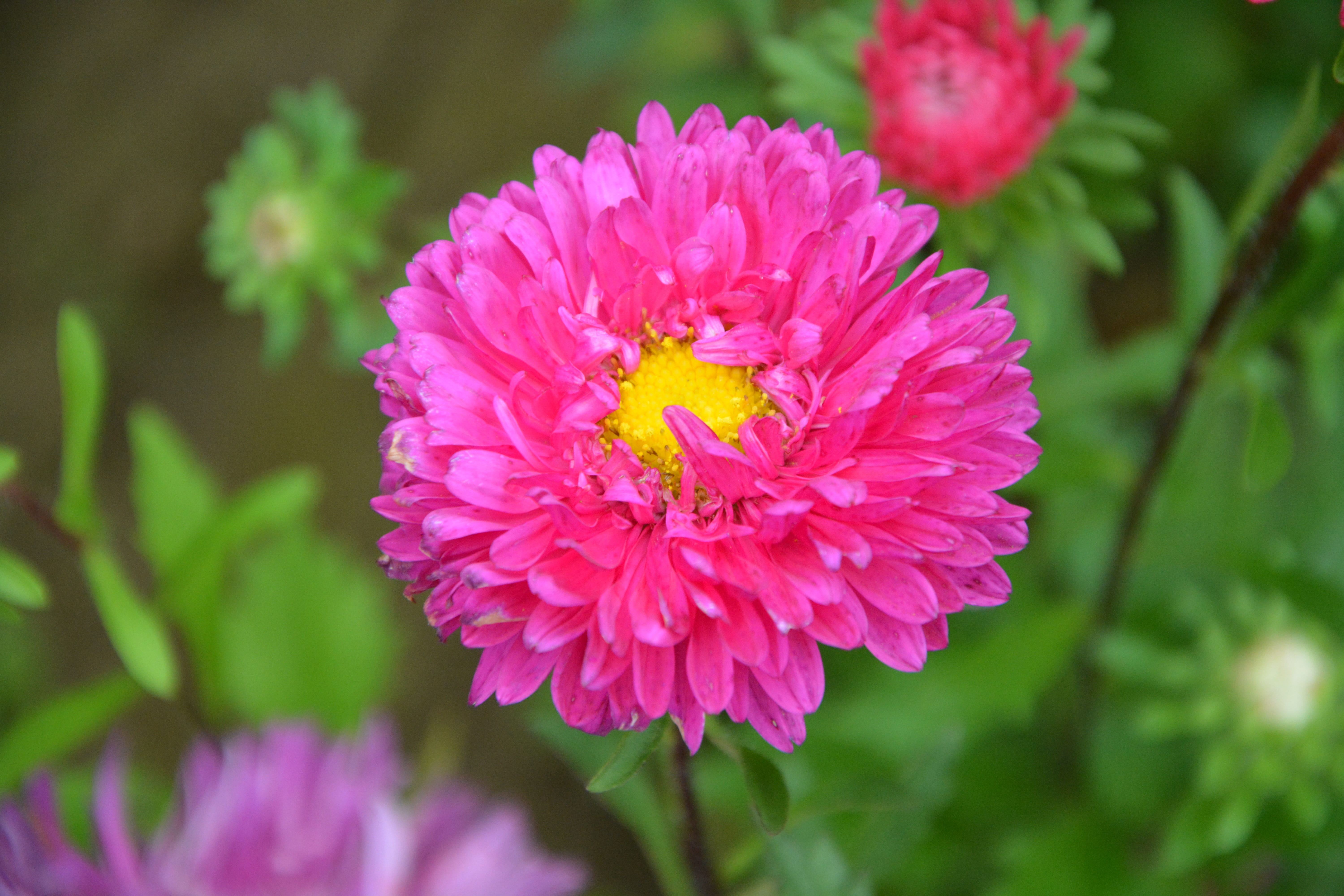 decoration, growth, pink color, outdoors, nature garden, plants flowering, close-up, pollen, flower head, vulnerability, freshness, green foliage, pink flowers fuchsia, HD Wallpaper