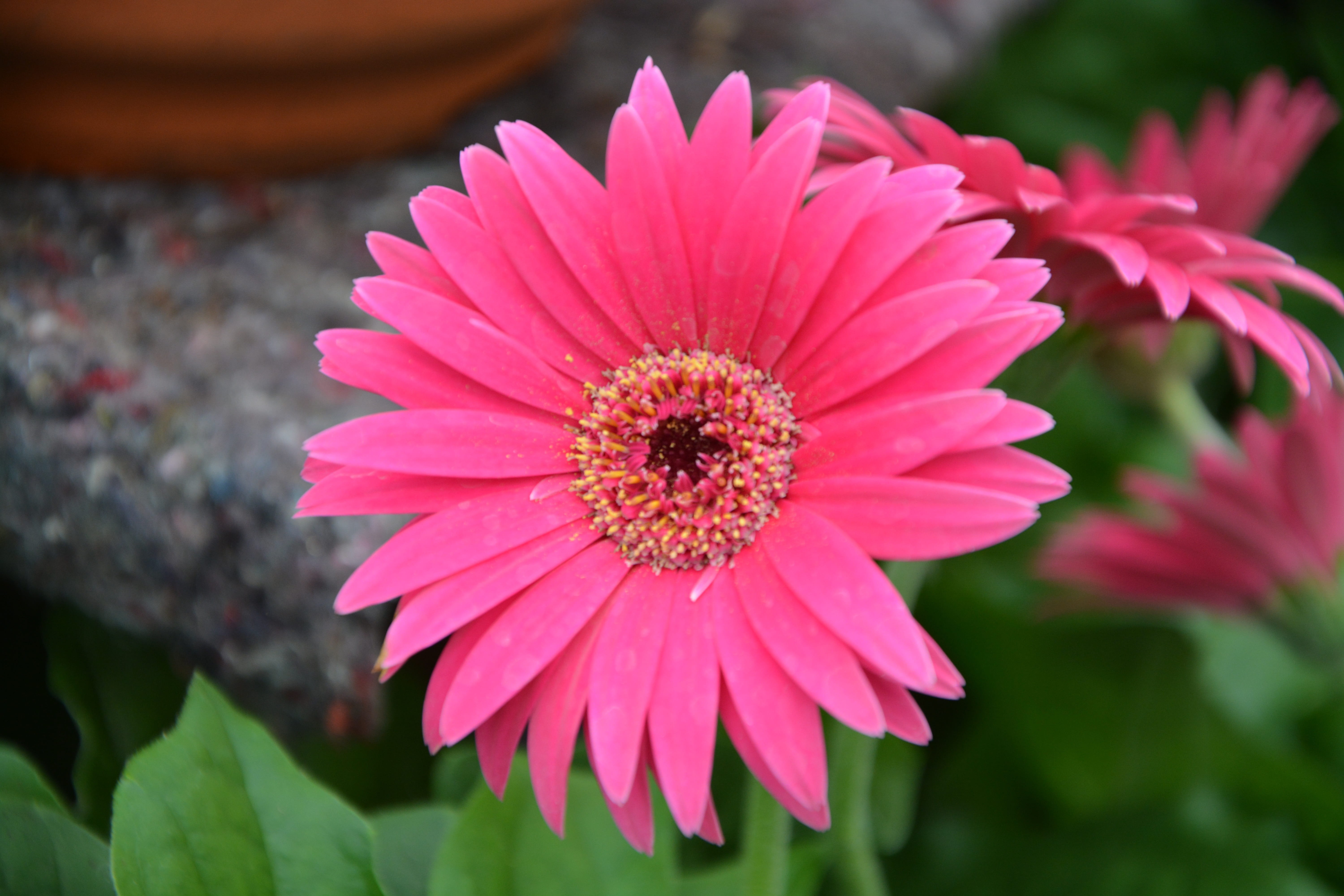 flowers, fragility, pollination, close-up, gerbera daisy, brightly colored, day, petals, focus on foreground, flower head, pink color, vulnerability, green leaves, HD Wallpaper