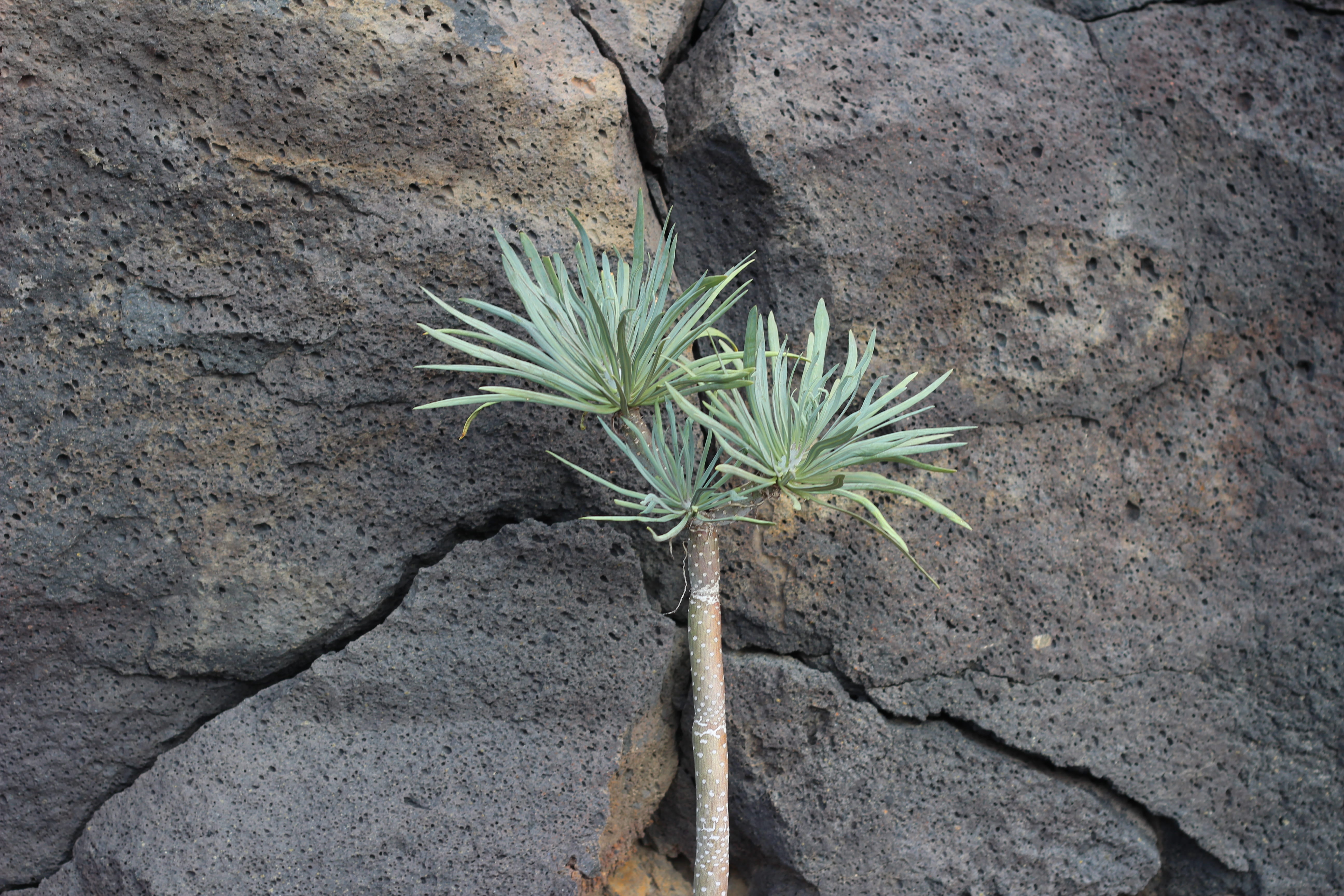 outdoors, no people, rock - object, dragon tree, rare, leaf, botany, la palma, beauty in nature, geology, green color, dragon, postcard, close-up, day, HD Wallpaper