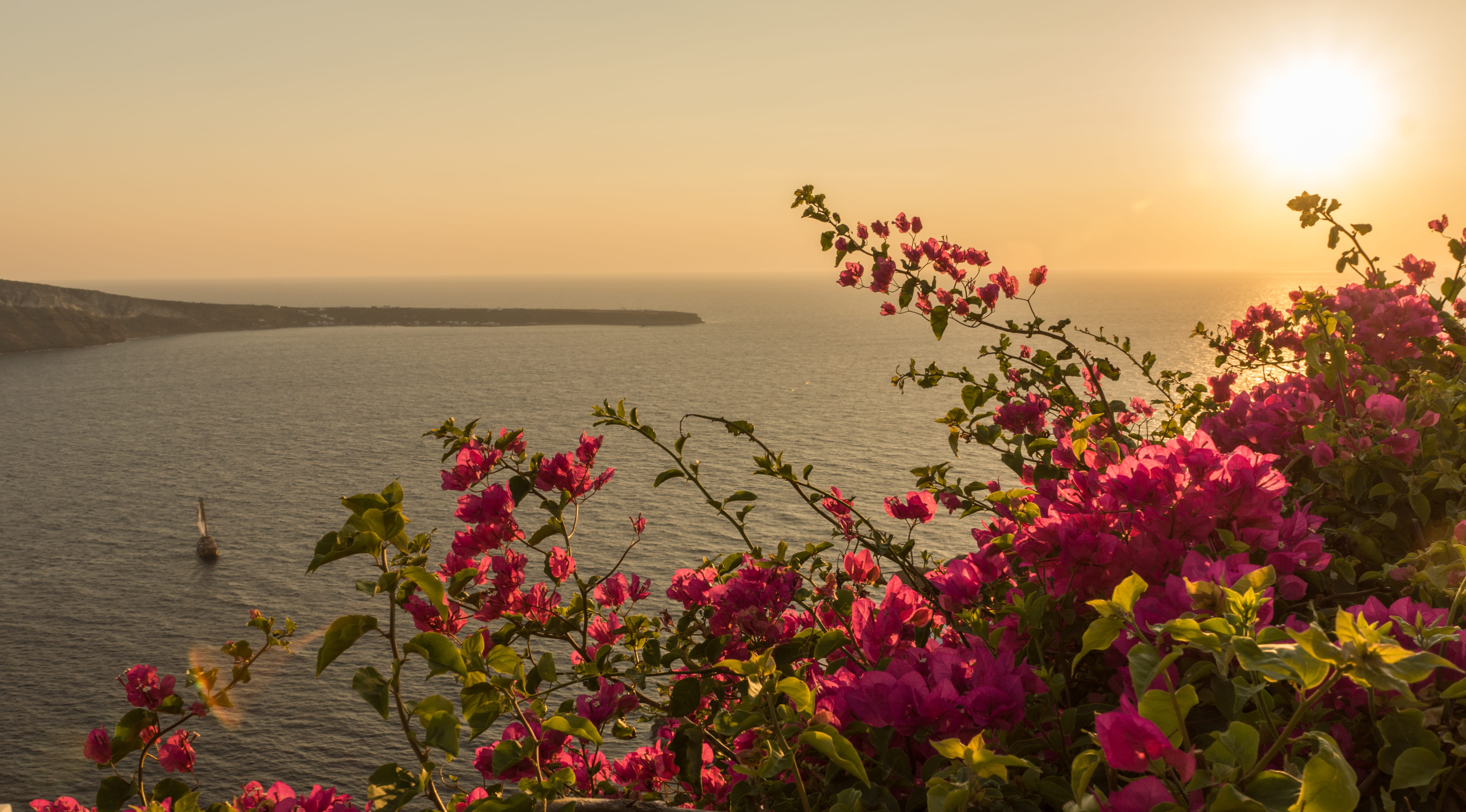 sun, flowering plant, sea, tranquility, gold, idyllic, flower, boat, no people, freshness, scenics - nature, urlaub, flowers, sonnenuntergang, plant, beauty in nature, HD Wallpaper