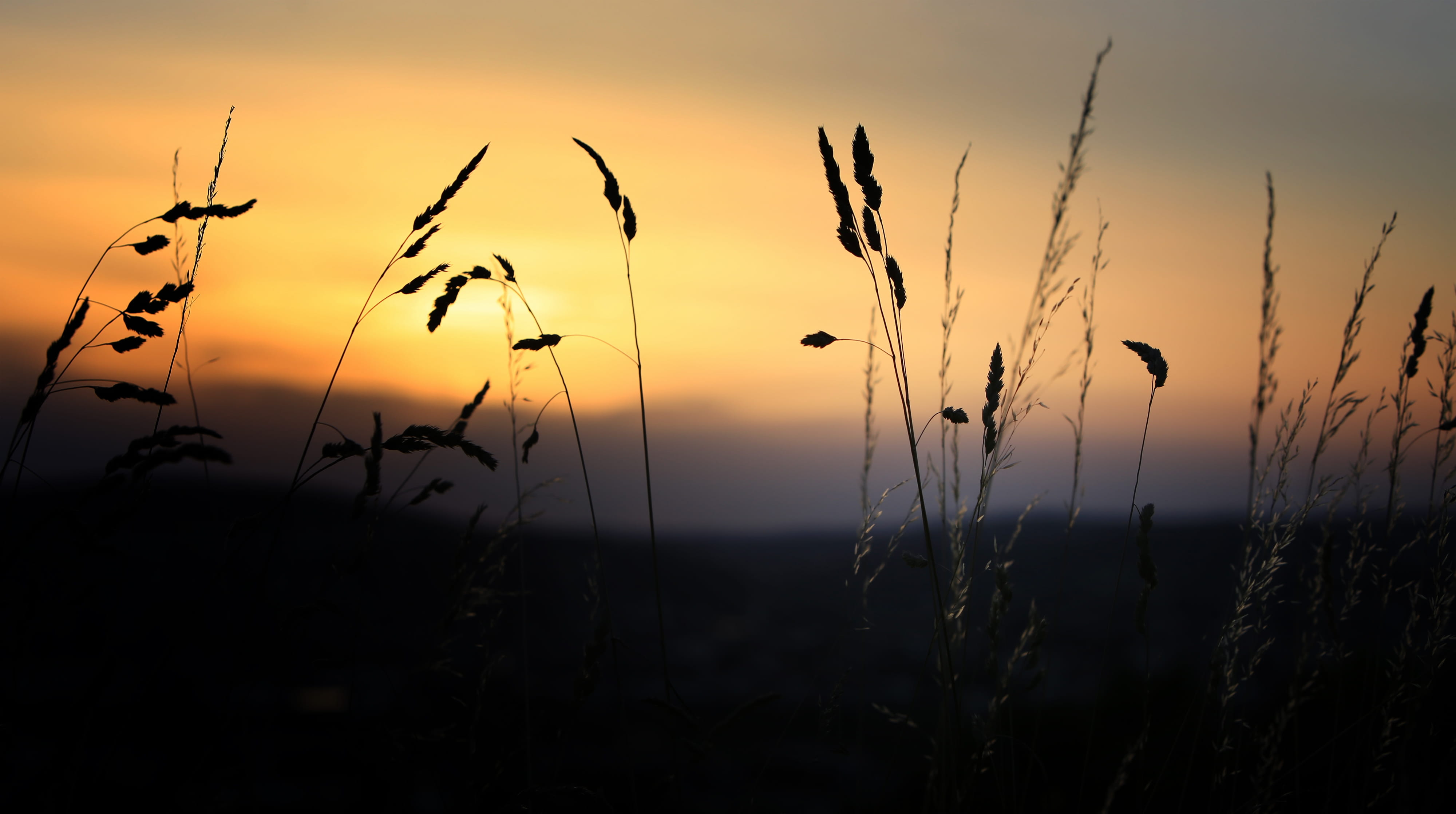 field, focus on foreground, sonnenuntergang, cloud - sky, 4K, non-urban scene, grass, plant, nature, landscape, silhouette, sun, beauty in nature, sky, HD Wallpaper