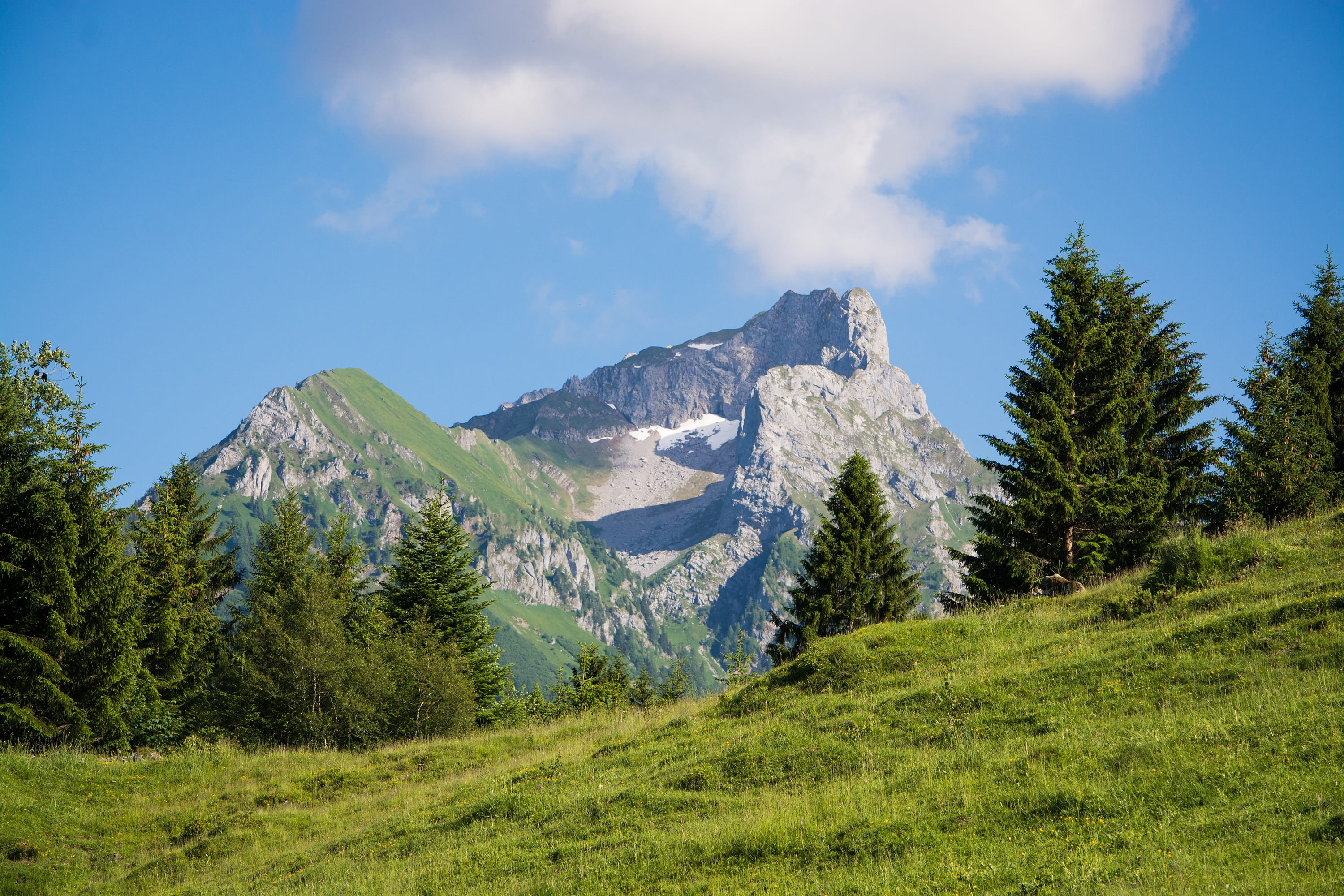 coniferous tree, mountain meadow, scenics - nature, Meadow, alpine meadows, Nature, environment, green Color, blue, mountains, plant, snowcapped mountain, HD Wallpaper