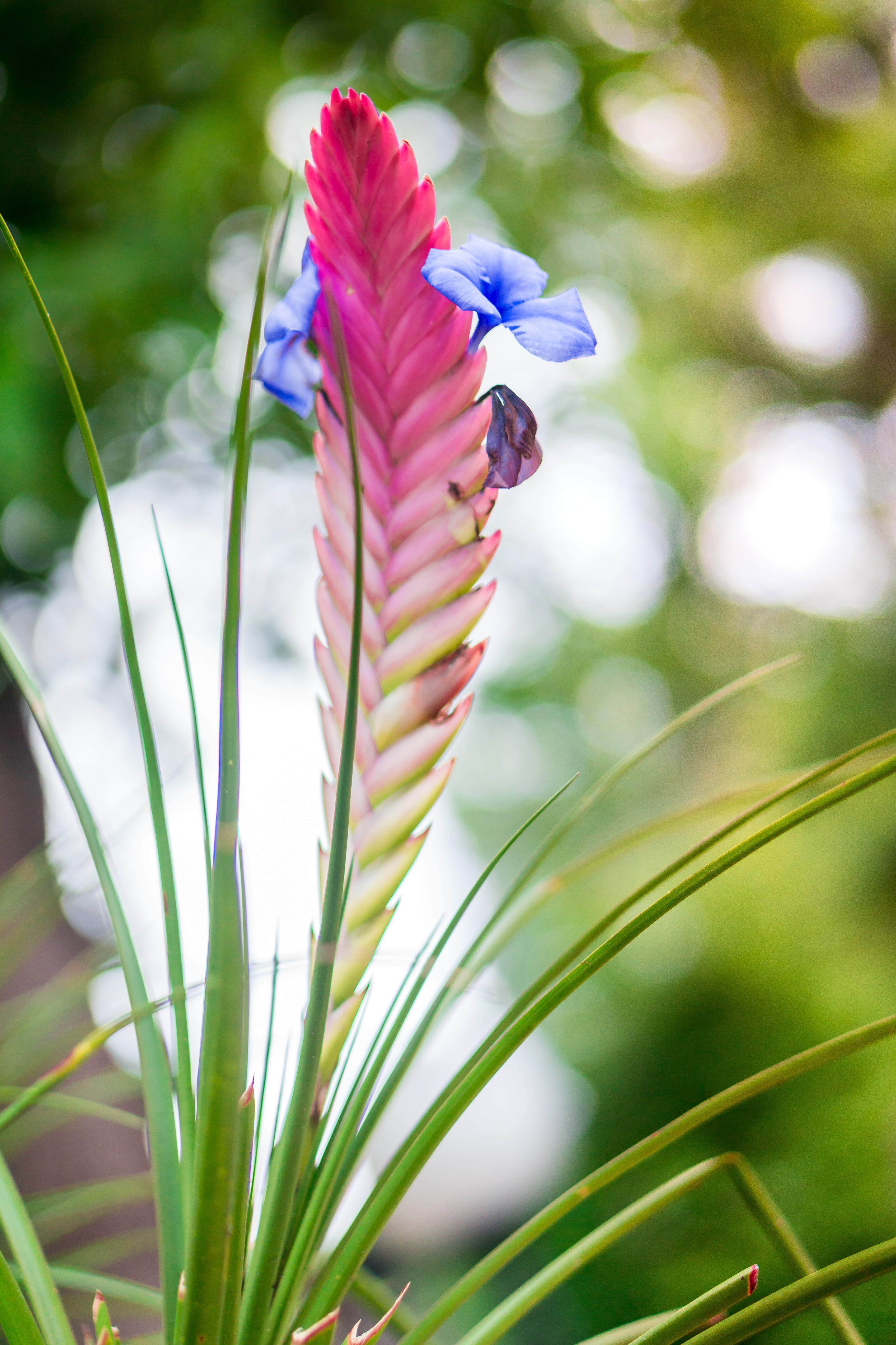 day, inflorescence, growth, green color, flore, vulnerability, botany, nature, flower head, purple, no people, flowering plant, beauty in nature, flower, Phone HD Wallpaper