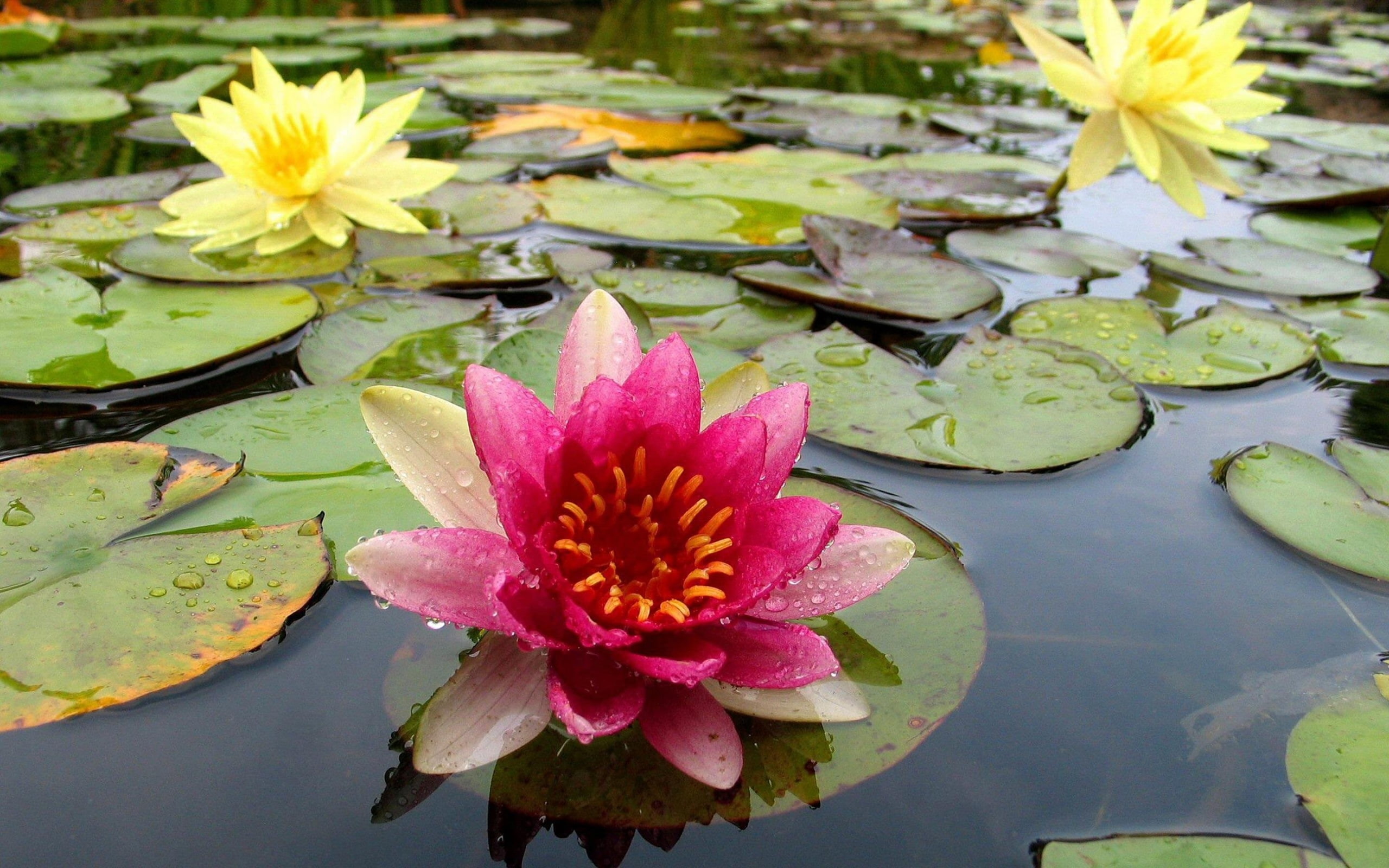 flores, naturaleza, rio, 2K, paisajes, nenufares, HD Wallpaper