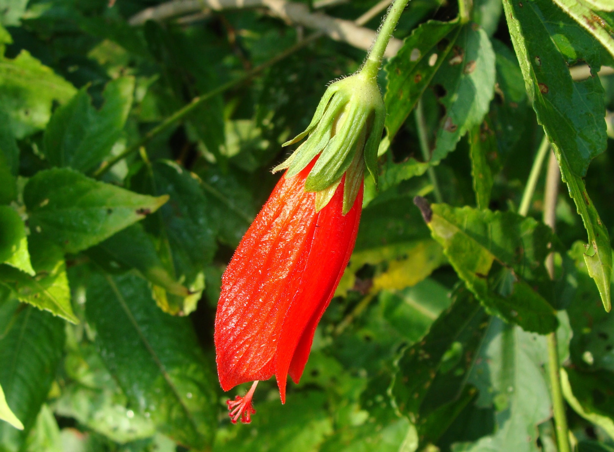 spice, close-up, food and drink, nature, day, india, no people, plant, kodagu, organic, food, fragility, green color, agriculture, 1080P, vegetable, focus on foreground, HD Wallpaper