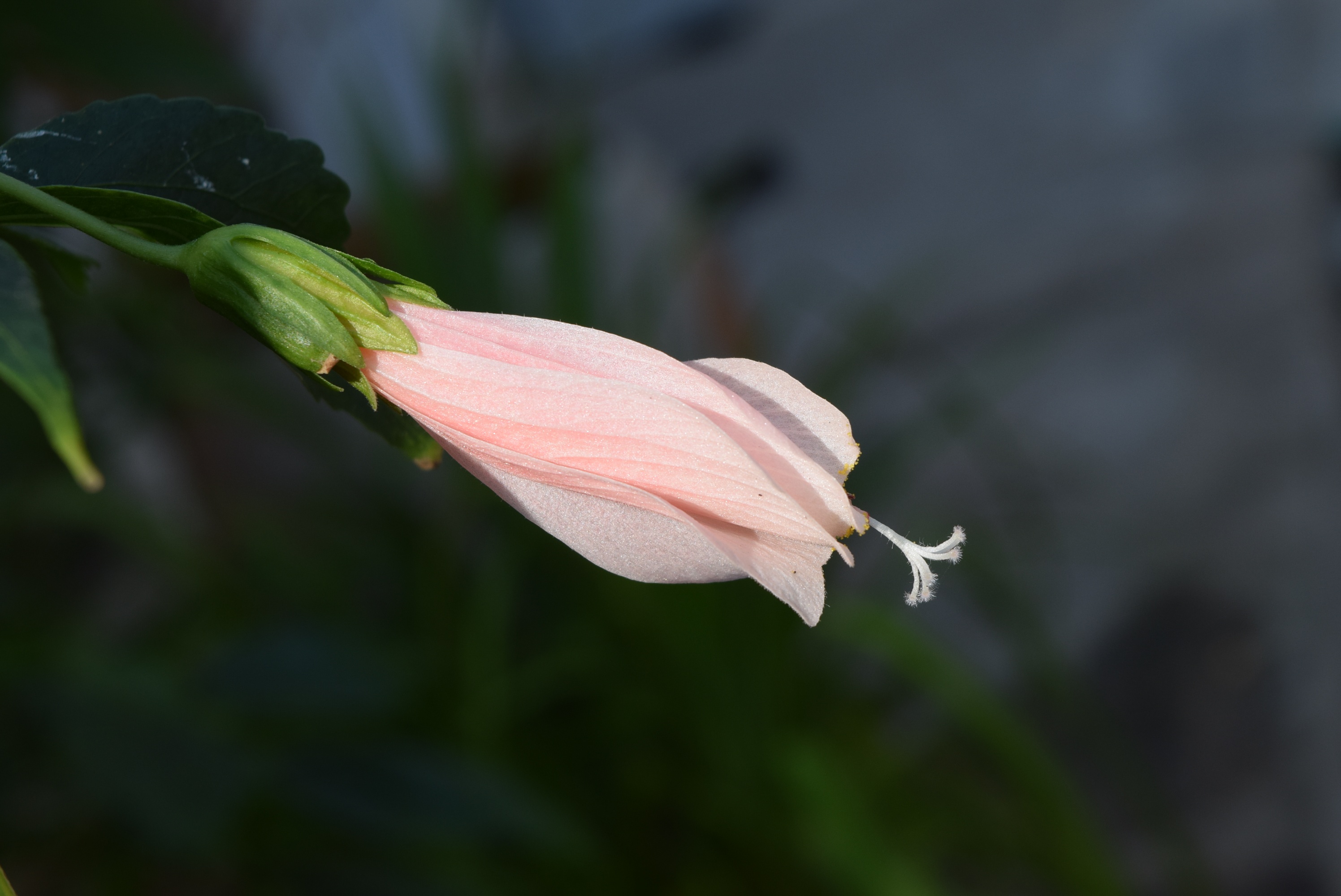 beauty in nature, pollen, flowering plant, softness, leaf, no people, vulnerability, outdoors, plant, inflorescence, flower head, plant part, freshness, HD Wallpaper