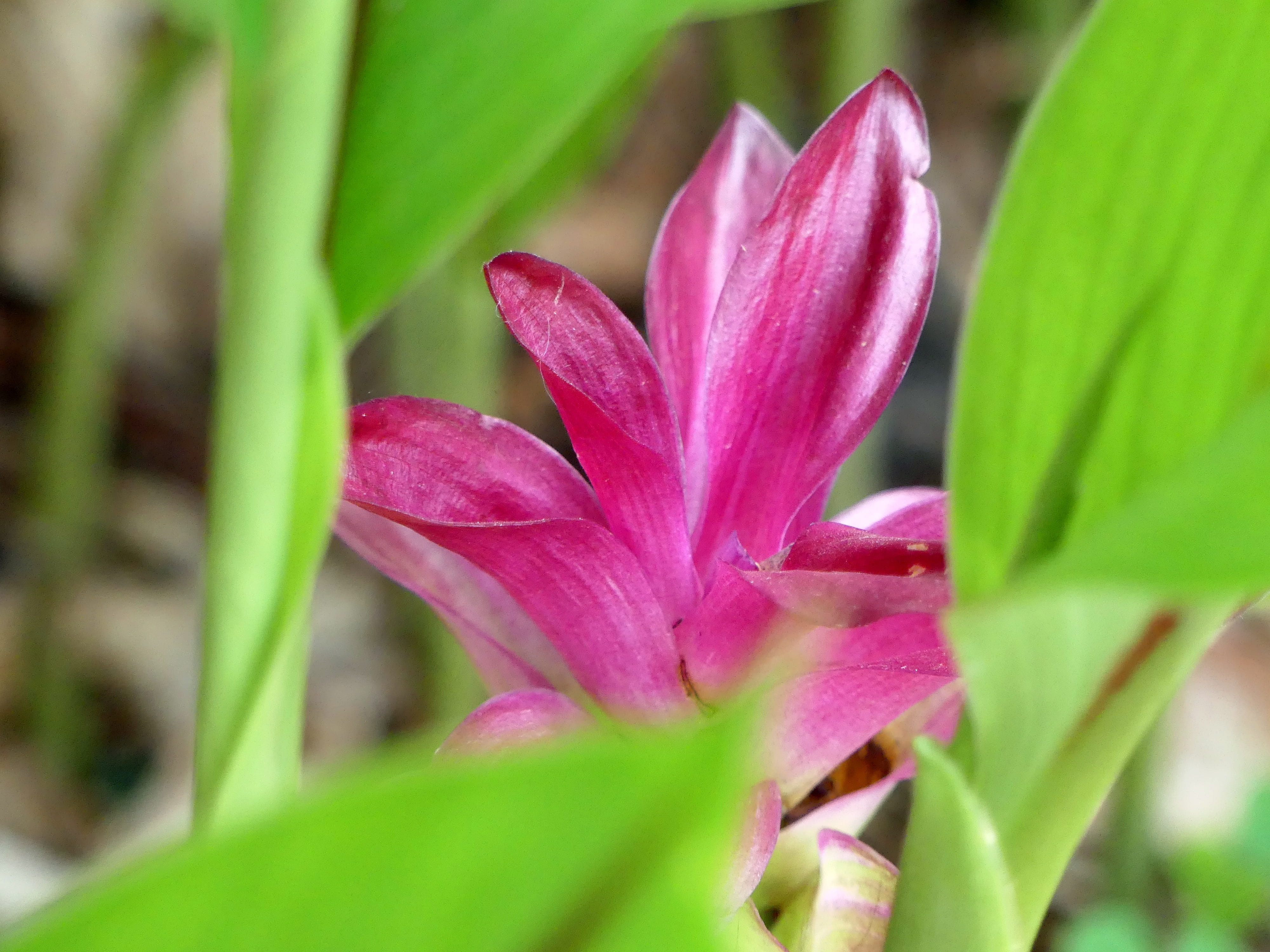 fuchsia, inflorescence, no people, pink color, guinea, petal, plant, green color, purple, wild flower, day, bloom, close-up, springtime, leaf, flower, beauty in nature, HD Wallpaper