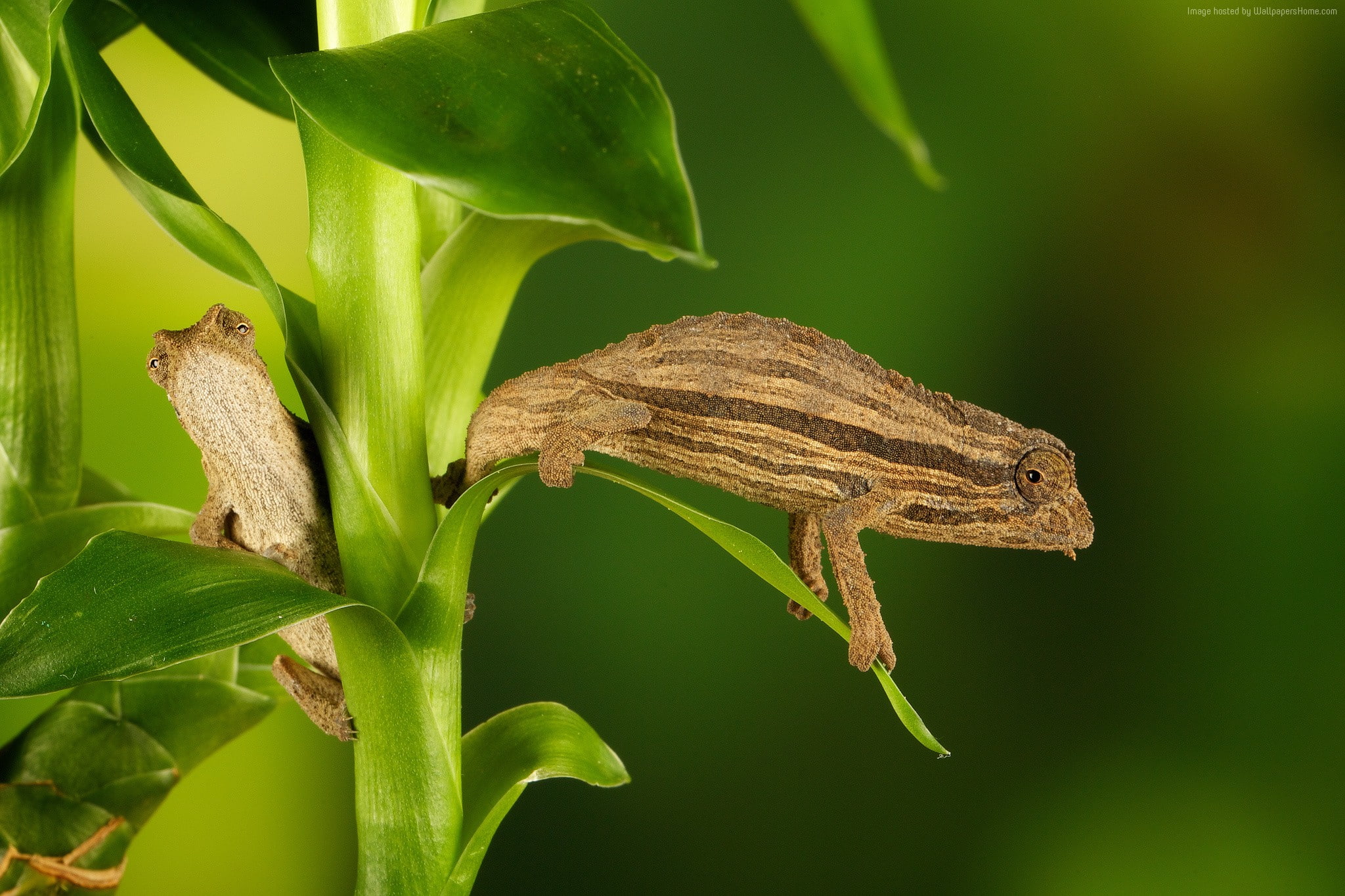macro, 1080P, Chameleon, stalk, green, HD Wallpaper