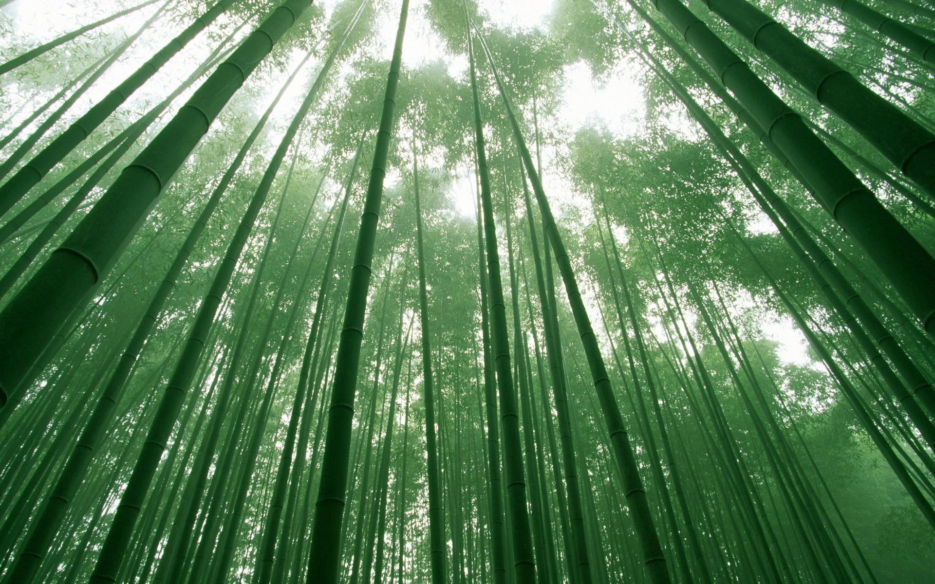 nature, leaf, sunlight, land, plant, full frame, low angle view, bamboo - Plant, no People, bright, woodland, tree, green Color, bamboo grove, bamboo, tree canopy, HD Wallpaper