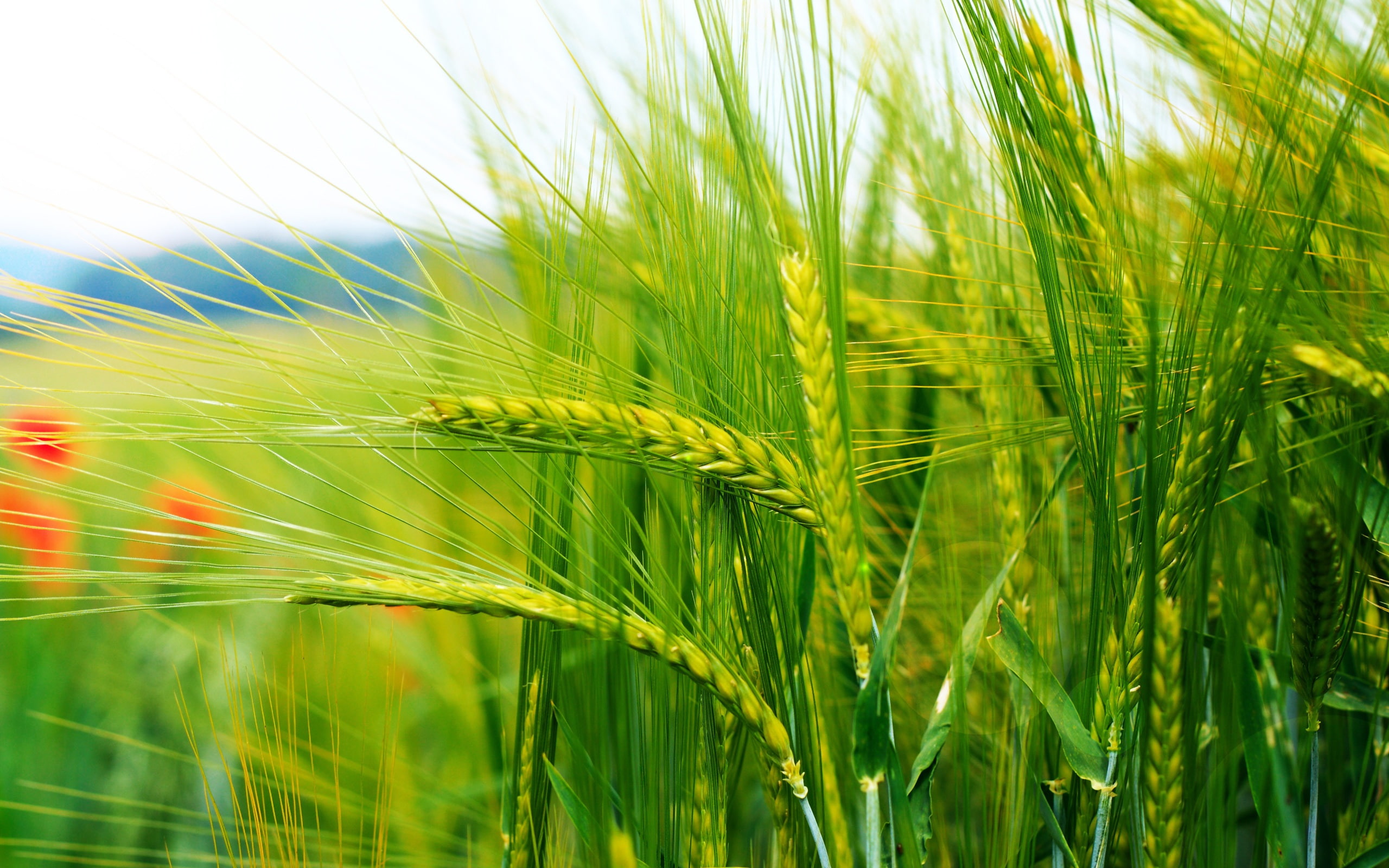 Stalks, Bokeh, Grains, close, 2K, Photography, HD Wallpaper