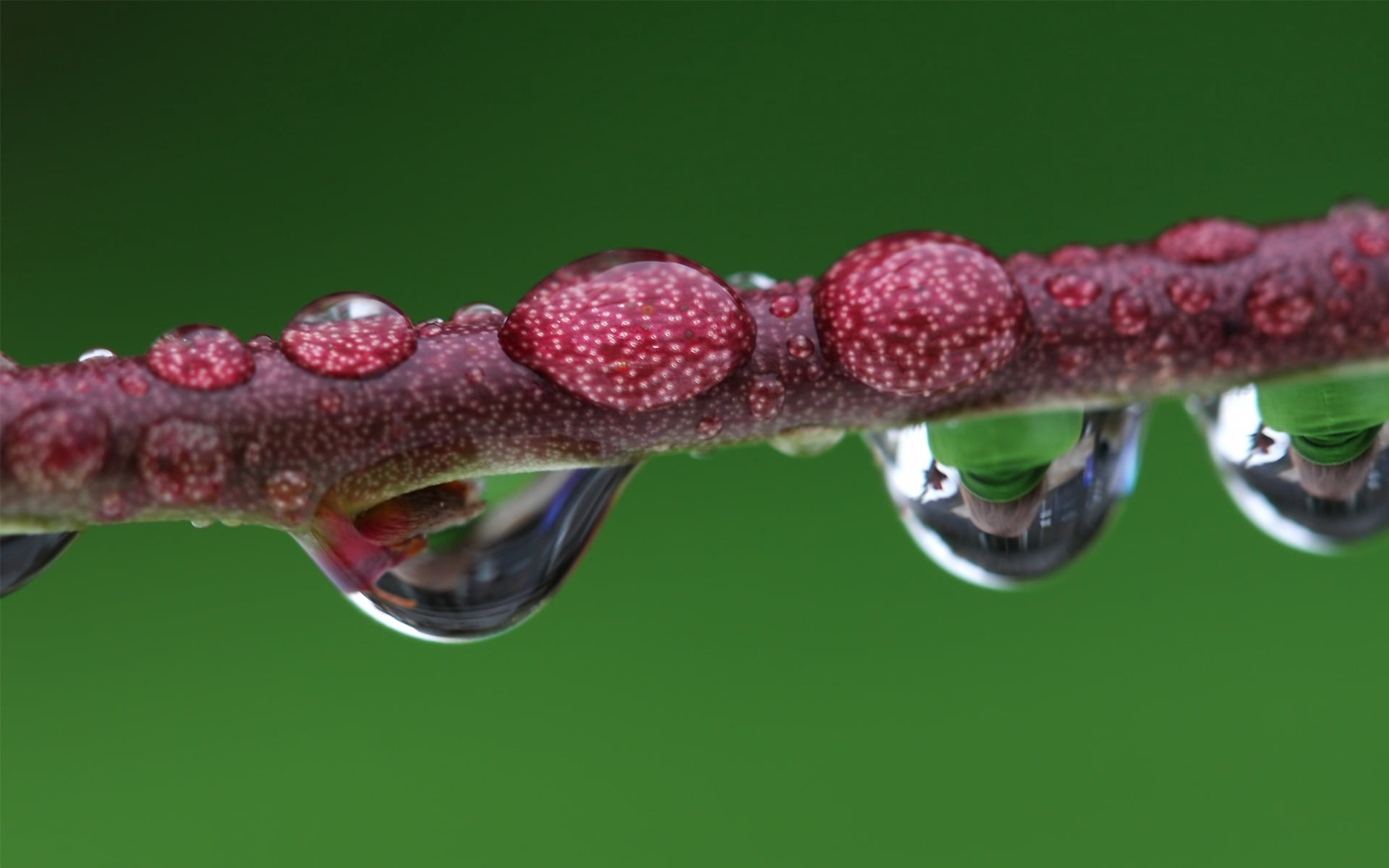 selective focus, colored background, dew, 1080P, close-up, branch, green background, red, freshness, macro, water, vulnerability, healthcare And Medicine, HD Wallpaper
