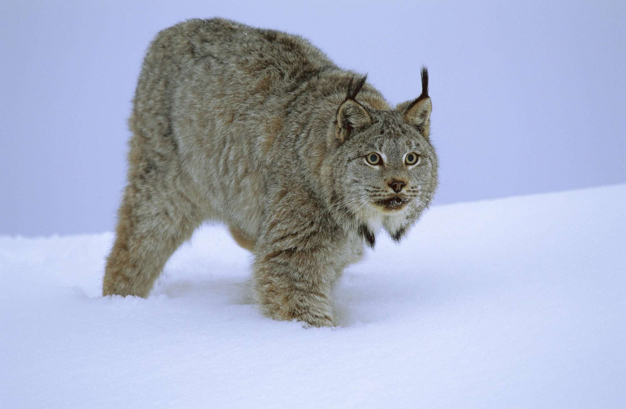 feline, animals in the wild, winter, domestic animals, brown, Canada, full length, snow, pets, vertebrate, Stalking, mammal, Idaho, nature, Animals, cold temperature, HD Wallpaper