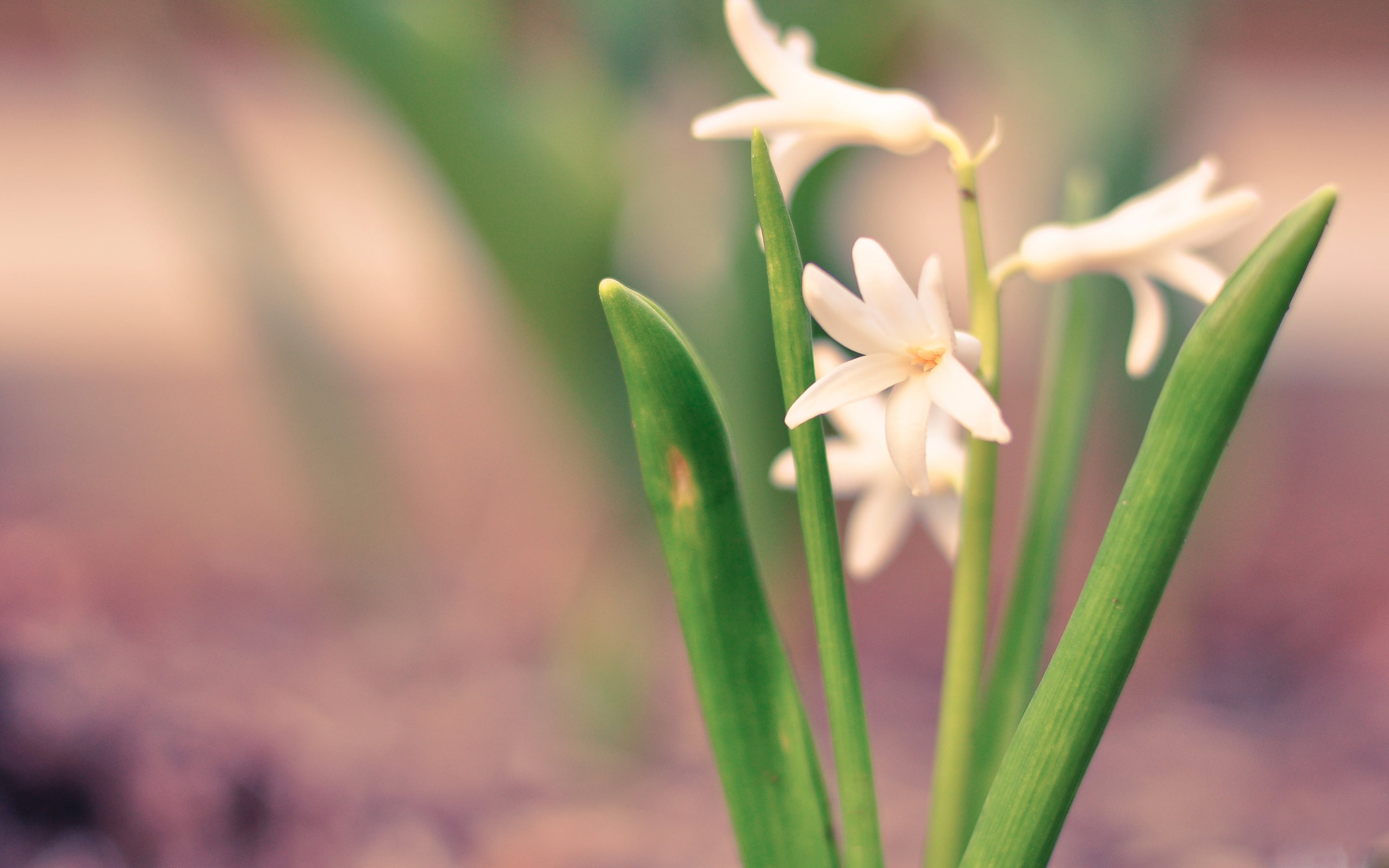 no people, 2K, lily, fragility, growth, close-up, white color, focus on foreground, flowering plant, grass, flower, flower head, stalk, day, flowers, plant part, HD Wallpaper