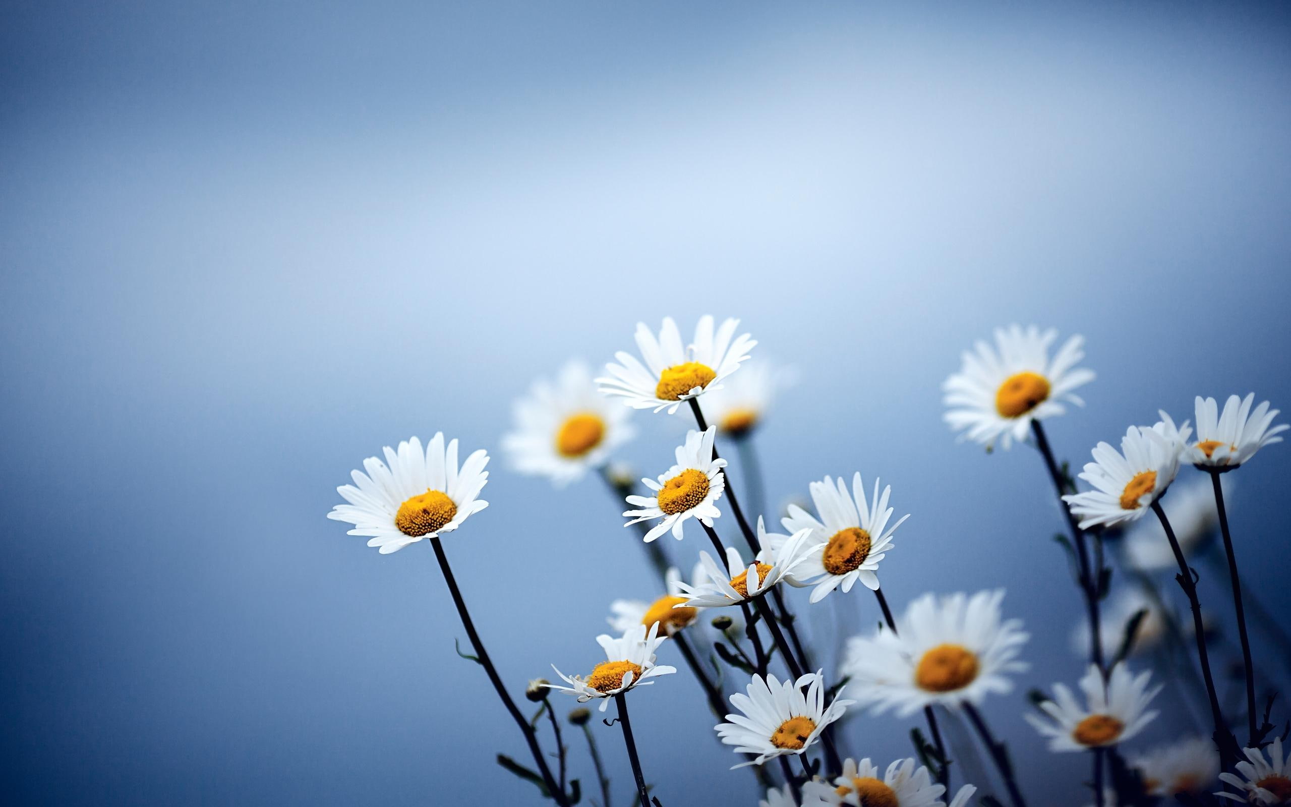 nature and landscapes, daises, 2K, flowers, bloom, stalks, HD Wallpaper