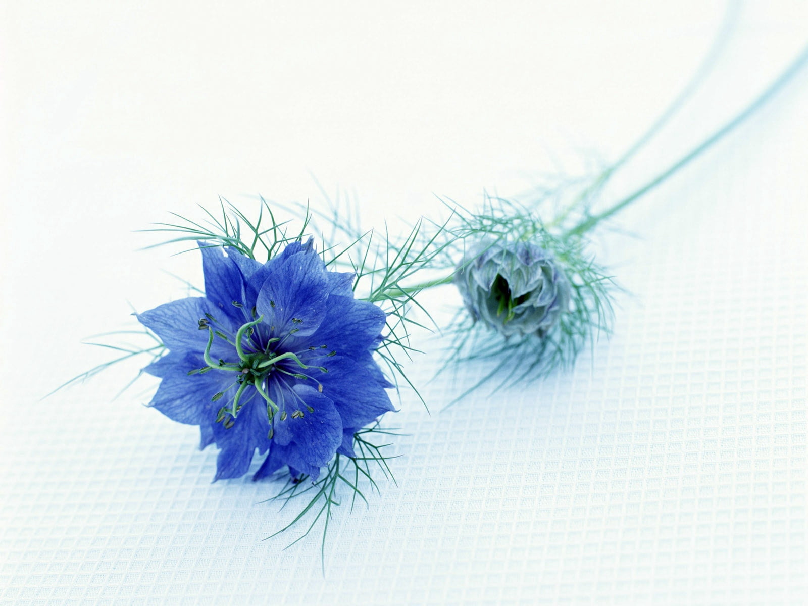 softness, studio shot, plant, no people, purple, petaled, flowering plant, white background, decoration, close-up, indoors, couple, blue, beauty in nature, HD Wallpaper
