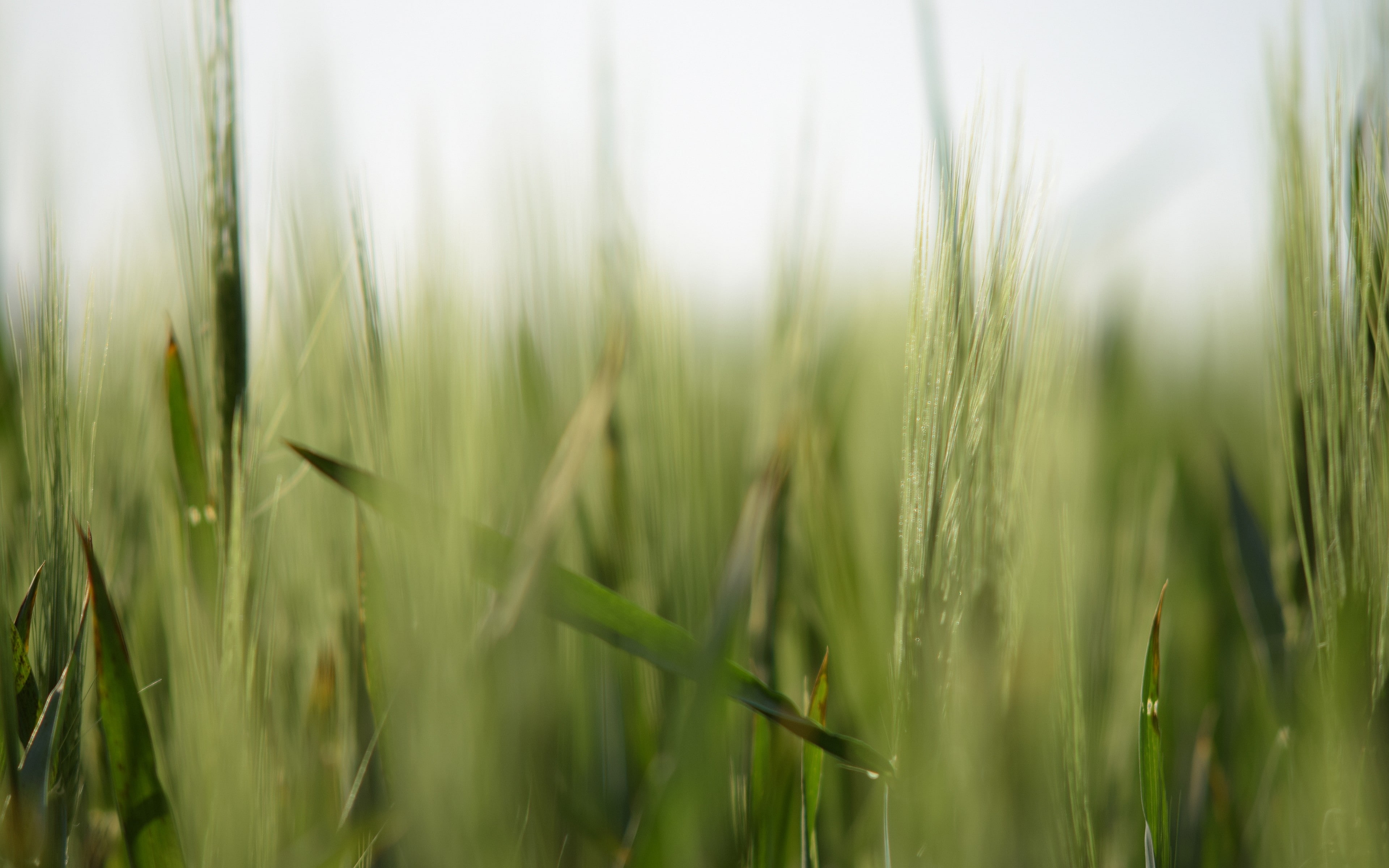 close-up, plants, no people, green color, outdoors, 4K, nature, selective focus, cereal plant, blade of grass, rural scene, grass, beauty in nature, field, HD Wallpaper