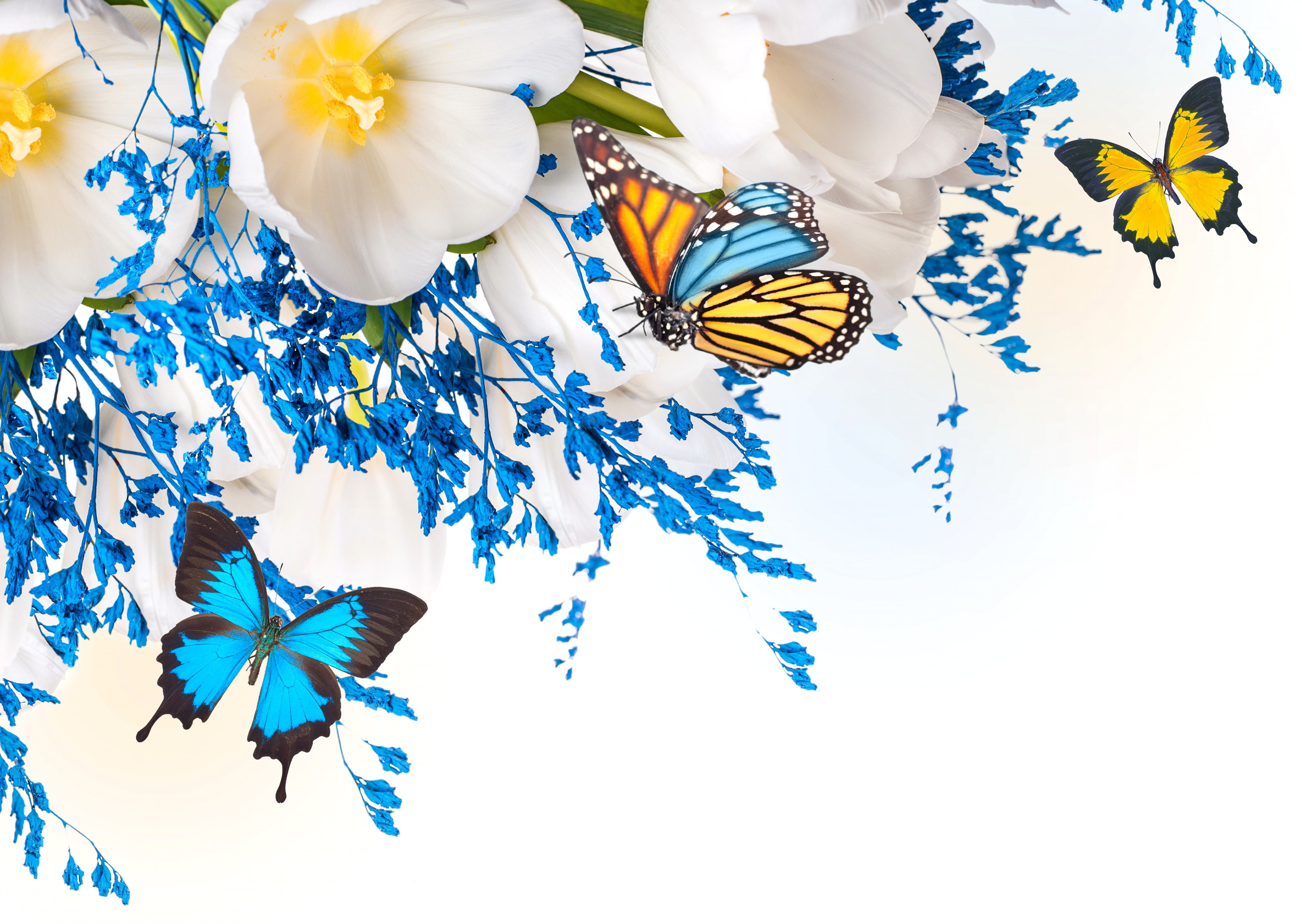 near, multi colored, growth, butterfly, flower, butterfly - insect, blue, no people, floral pattern, inflorescence, fragility, studio shot, flower head, HD Wallpaper