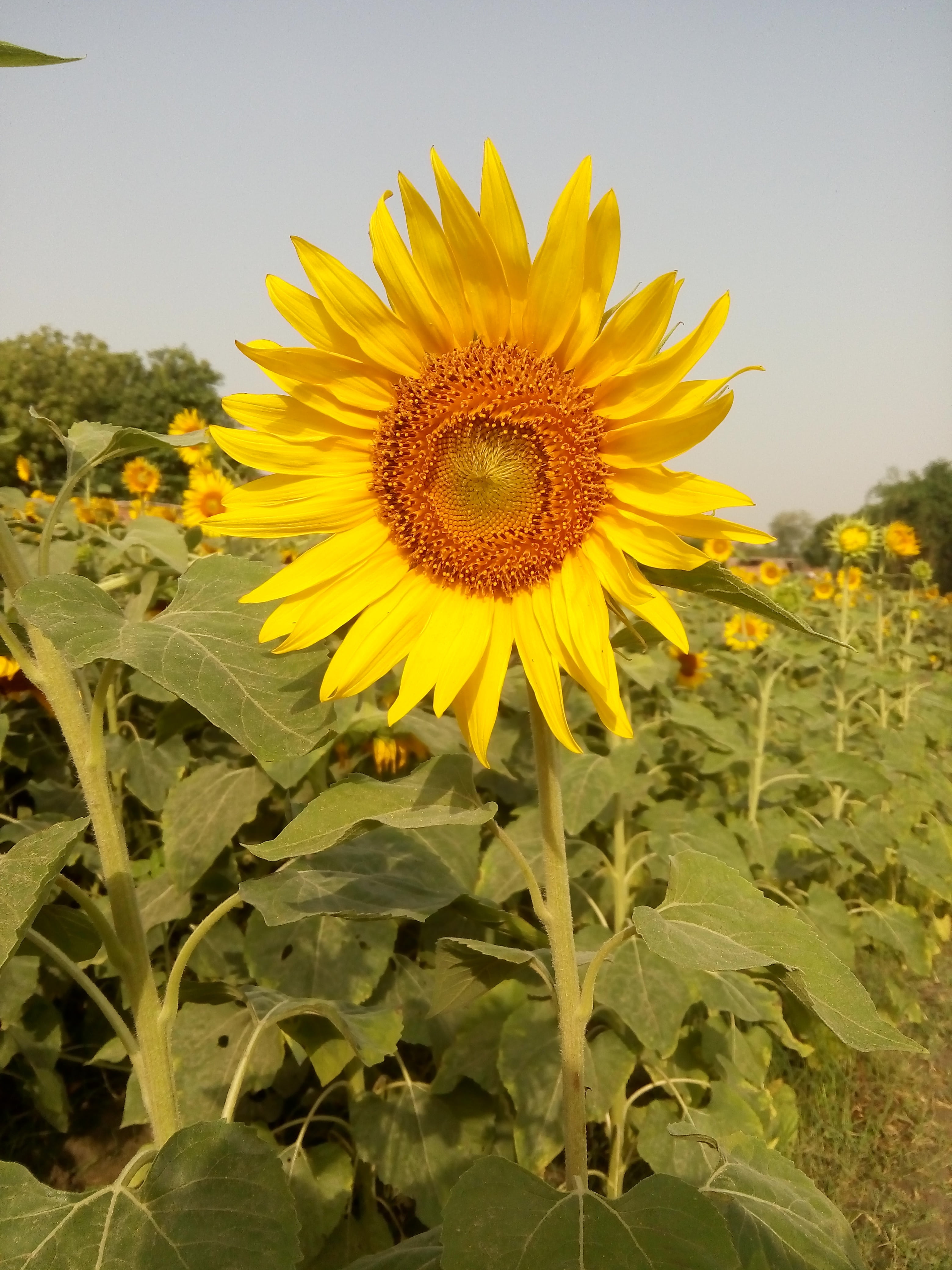 no people, flower, photographer, flowering plant, creative, photo, pollen, internet, leaf, sky, inflorescence, capture, growth, funny, beauty in nature, Phone HD Wallpaper