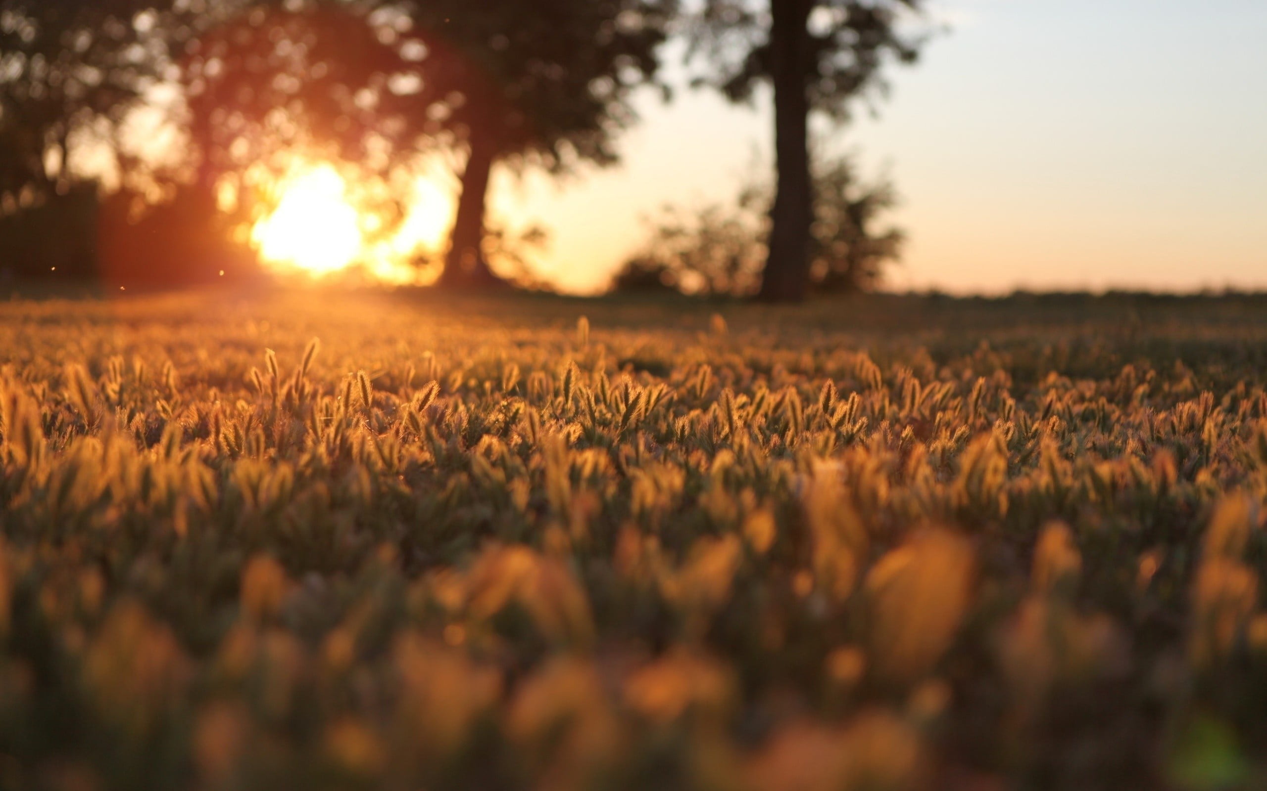 scenics - nature, agriculture, growth, rural scene, beauty in nature, landscape, outdoors, plant, orange color, tranquility, environment, land, stalk, 2K, HD Wallpaper