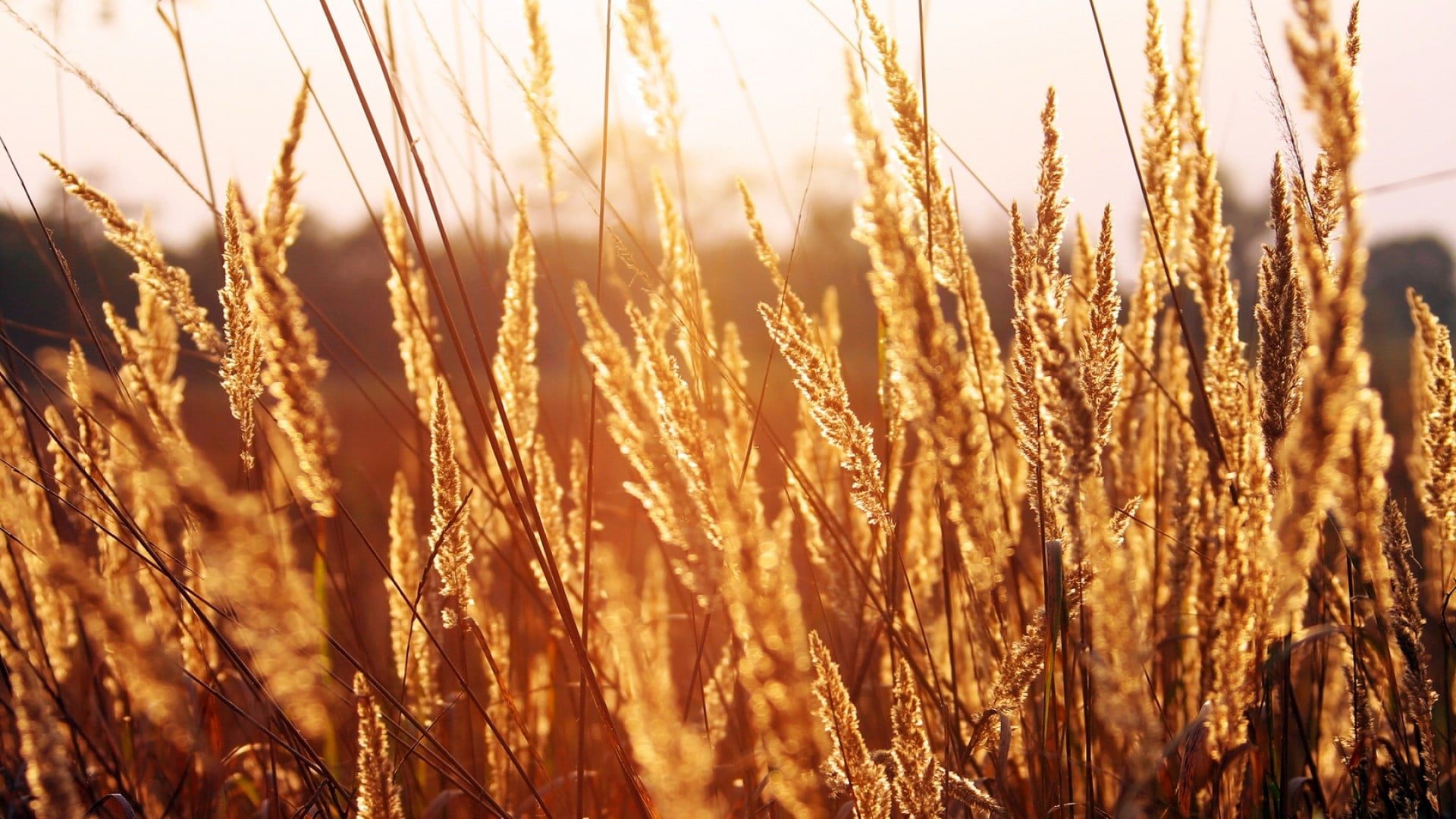 sunset, landscape, growth, stalk, close-up, no people, day, sky, grass, beauty in nature, sunlight, focus on foreground, field, plant, land, tranquility, HD Wallpaper