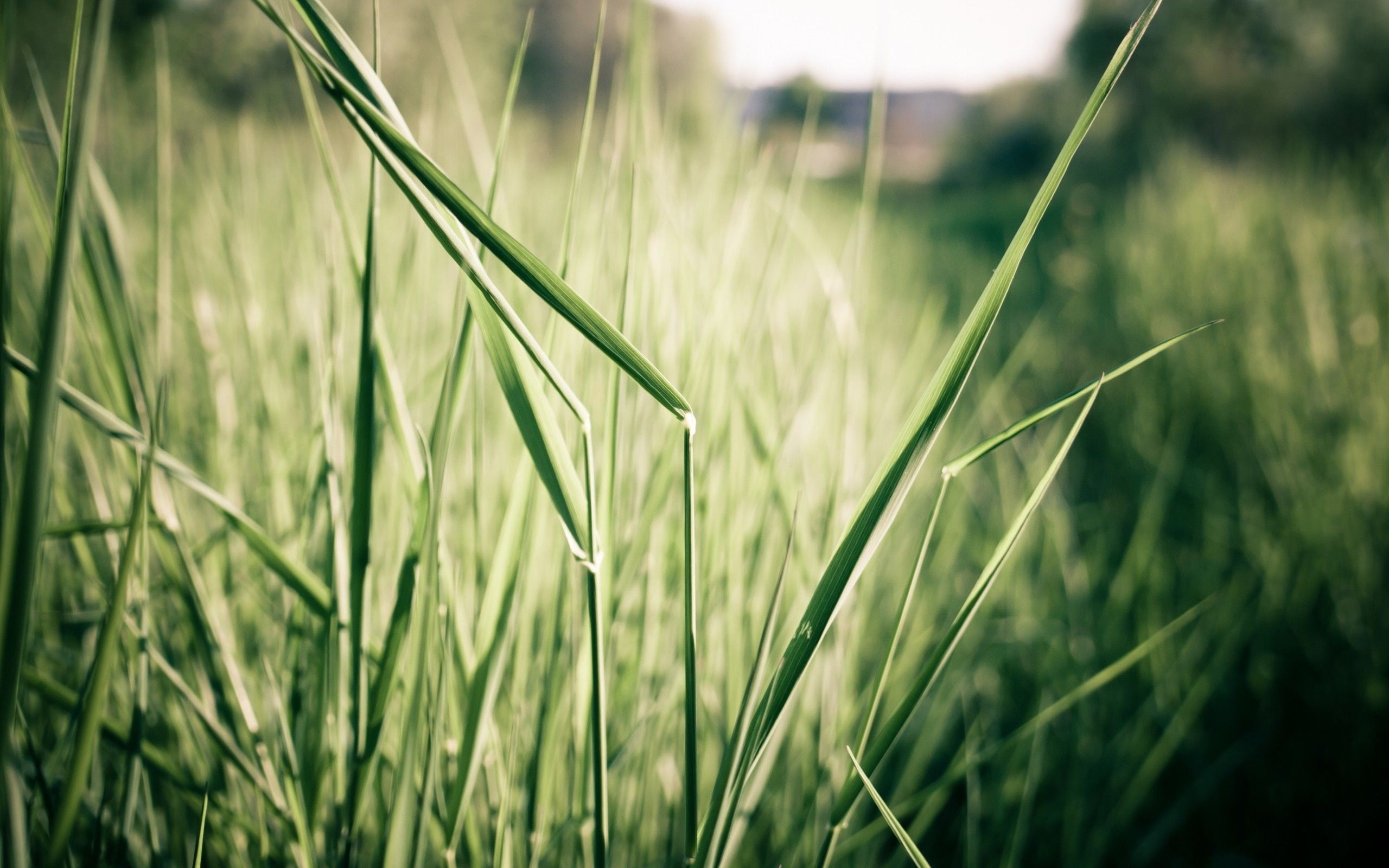green color, rural scene, plant, close-up, stalk, crop, blade of grass, cereal plant, beauty in nature, land, leaf, plants, plantation, selective focus, HD Wallpaper