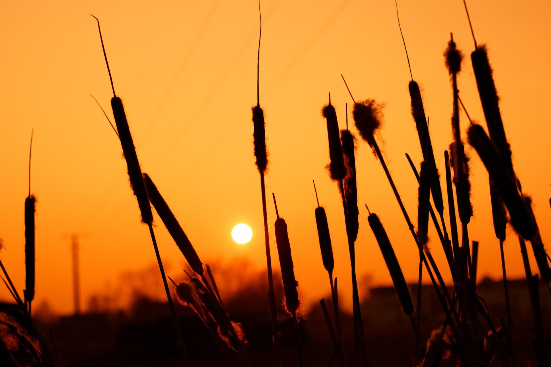 outdoors, sunset, tranquility, crop, focus on foreground, wheat, no people, plants, beauty in nature, sun, plant, orange color, agriculture, silhouette, HD Wallpaper