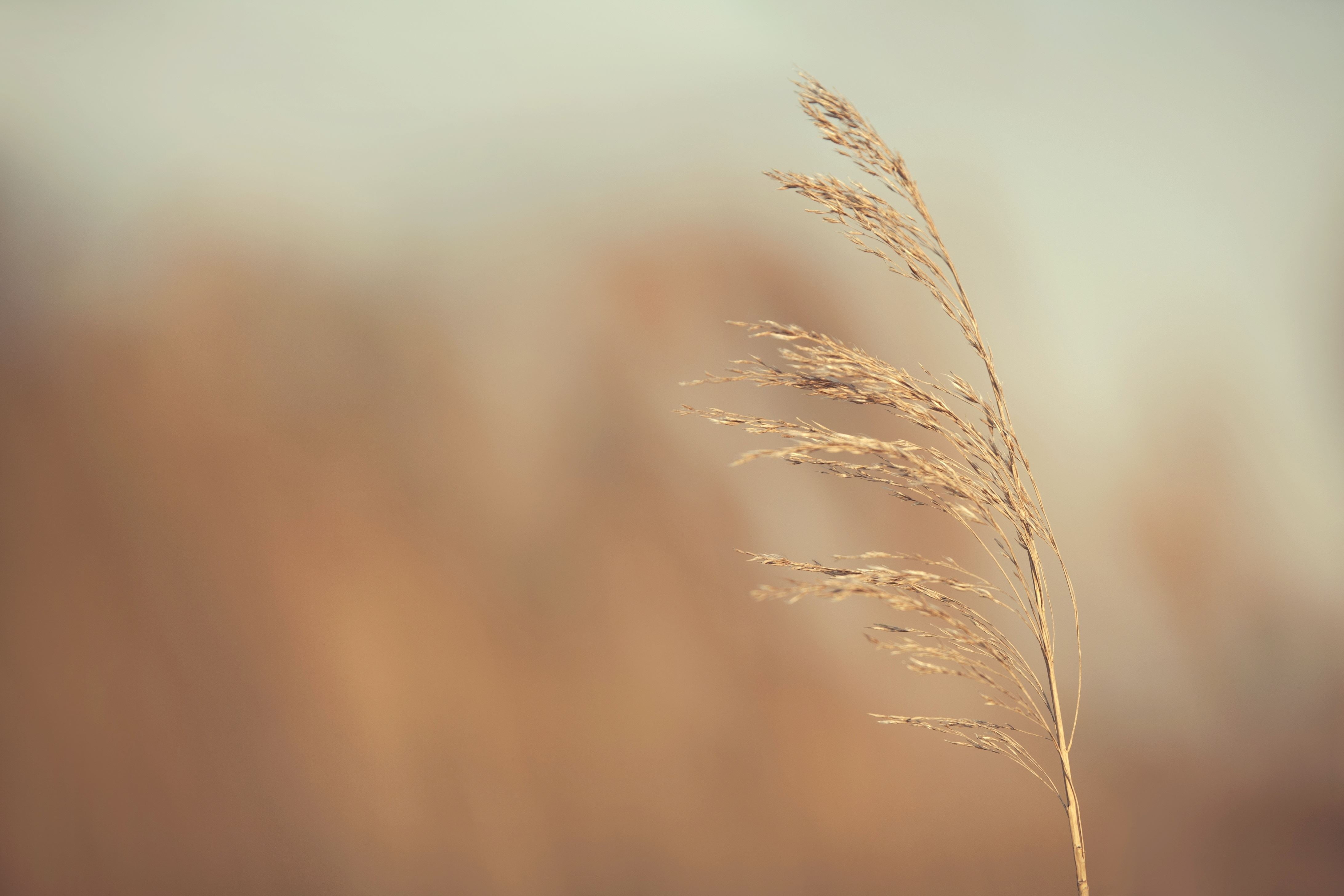 vulnerability, selective focus, agriculture, field, farm, tranquility, stalk, beauty in nature, no people, nature, day, 4K, plant, close-up, land, growth, HD Wallpaper
