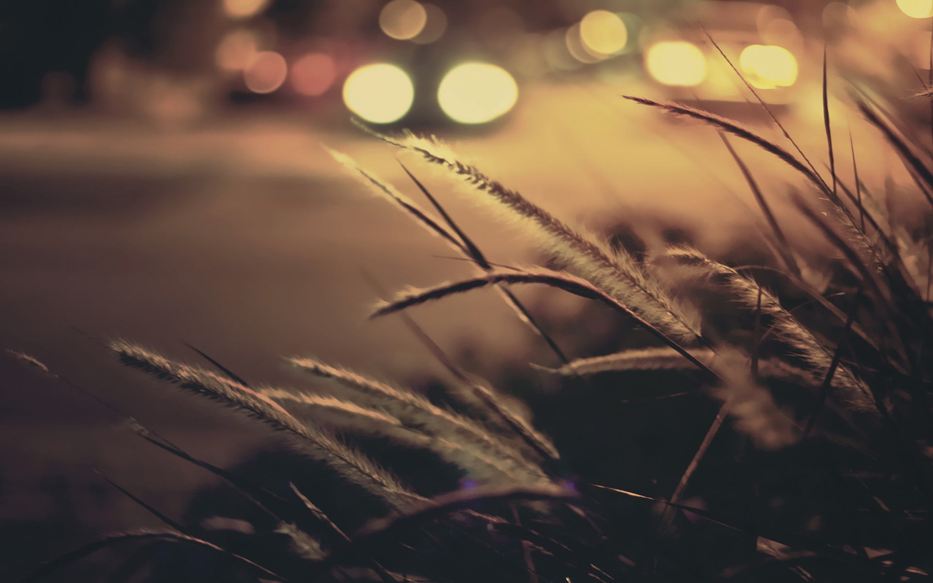 day, land, grass, tranquility, close-up, beauty in nature, sunlight, field, lens flare, plant, selective focus, blade of grass, stalk, freshness, no people, HD Wallpaper
