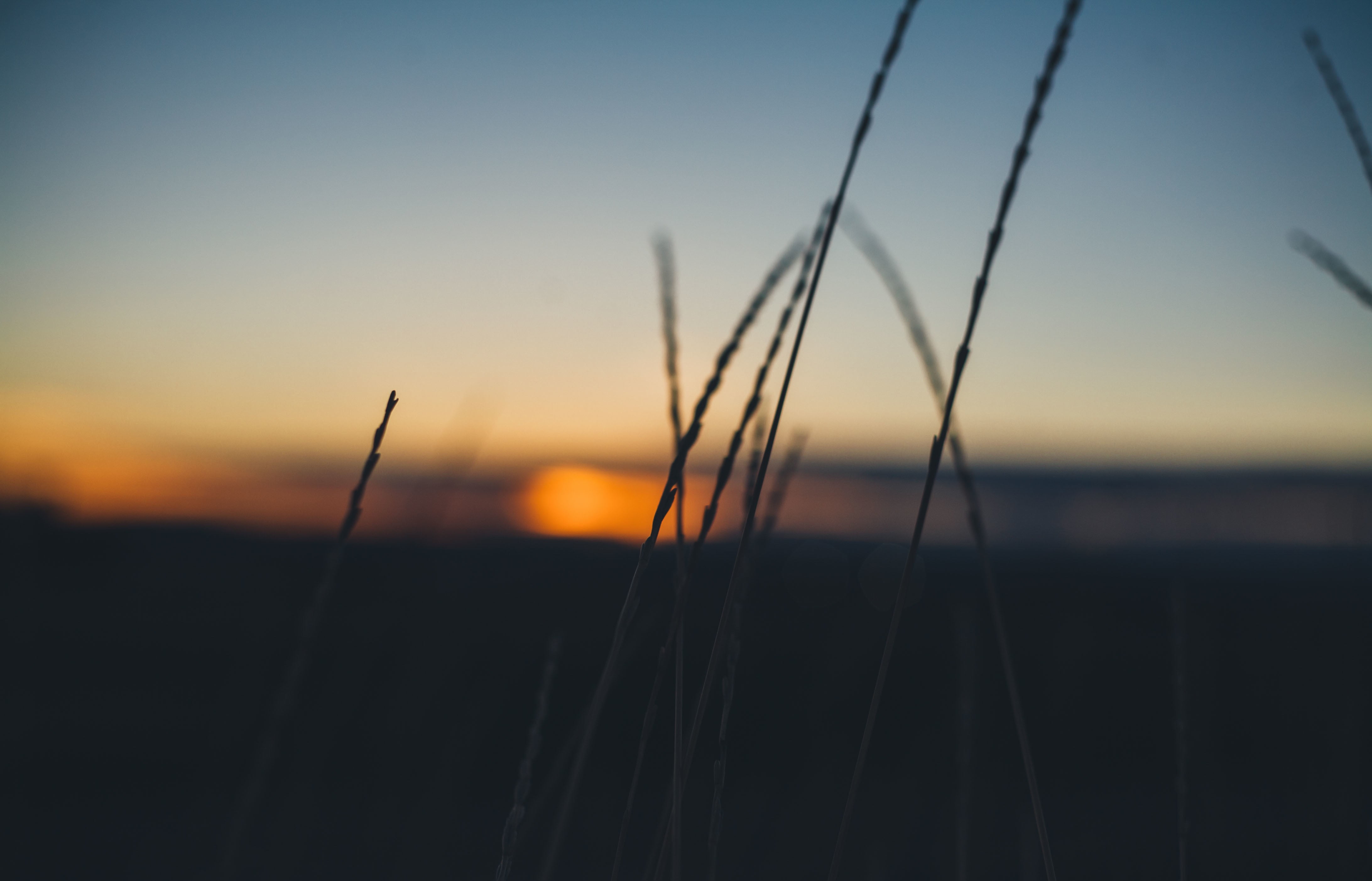sky, outdoors, no people, land, sun, 4K, landscape, stalk, tranquil scene, field, beauty in nature, focus on foreground, close-up, orange color, scenics - nature, HD Wallpaper