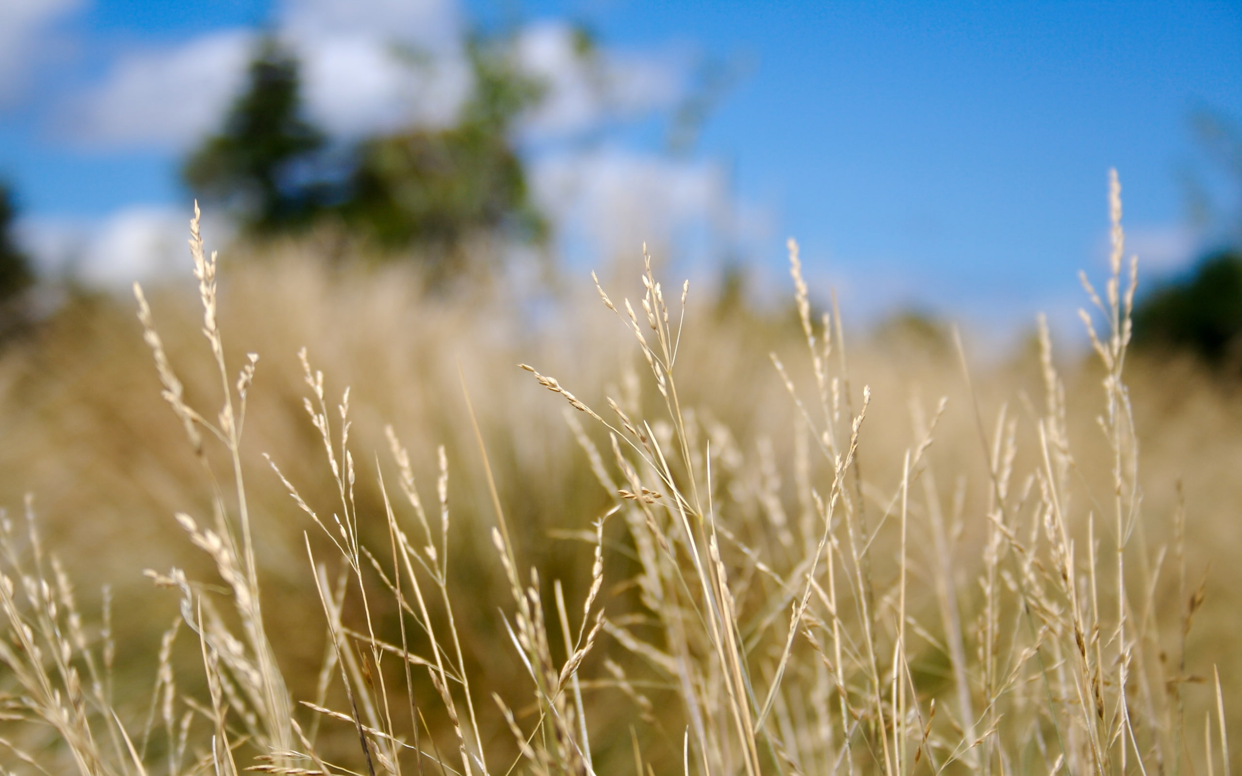 nature, beauty in nature, field, rural scene, selective focus, plant, day, growth, bokeh, cereal plant, close-up, stalk, crop, outdoors, no people, land, HD Wallpaper