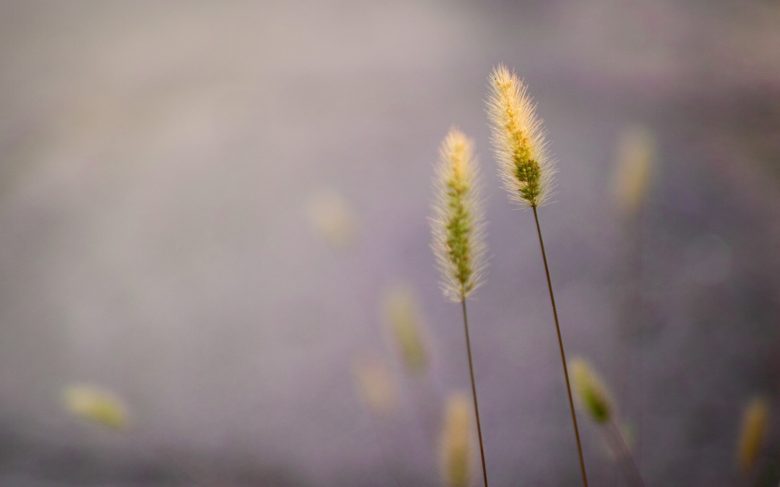 grass, flower, green color, 2K, outdoors, plant stem, vulnerability, nature, macro, selective focus, stalk, fragility, tranquility, focus on foreground, HD Wallpaper