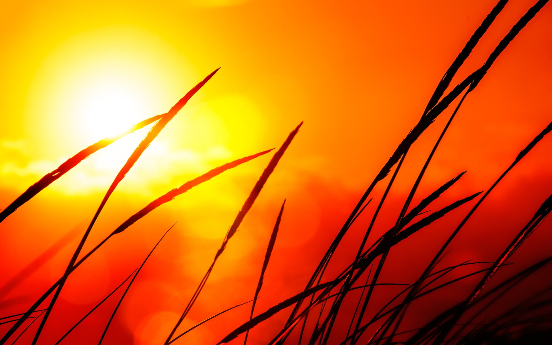 blade of grass, beauty in nature, growth, nature, focus on foreground, orange color, tranquility, grass, plant, idyllic, stalk, sunset, close-up, silhouette, HD Wallpaper