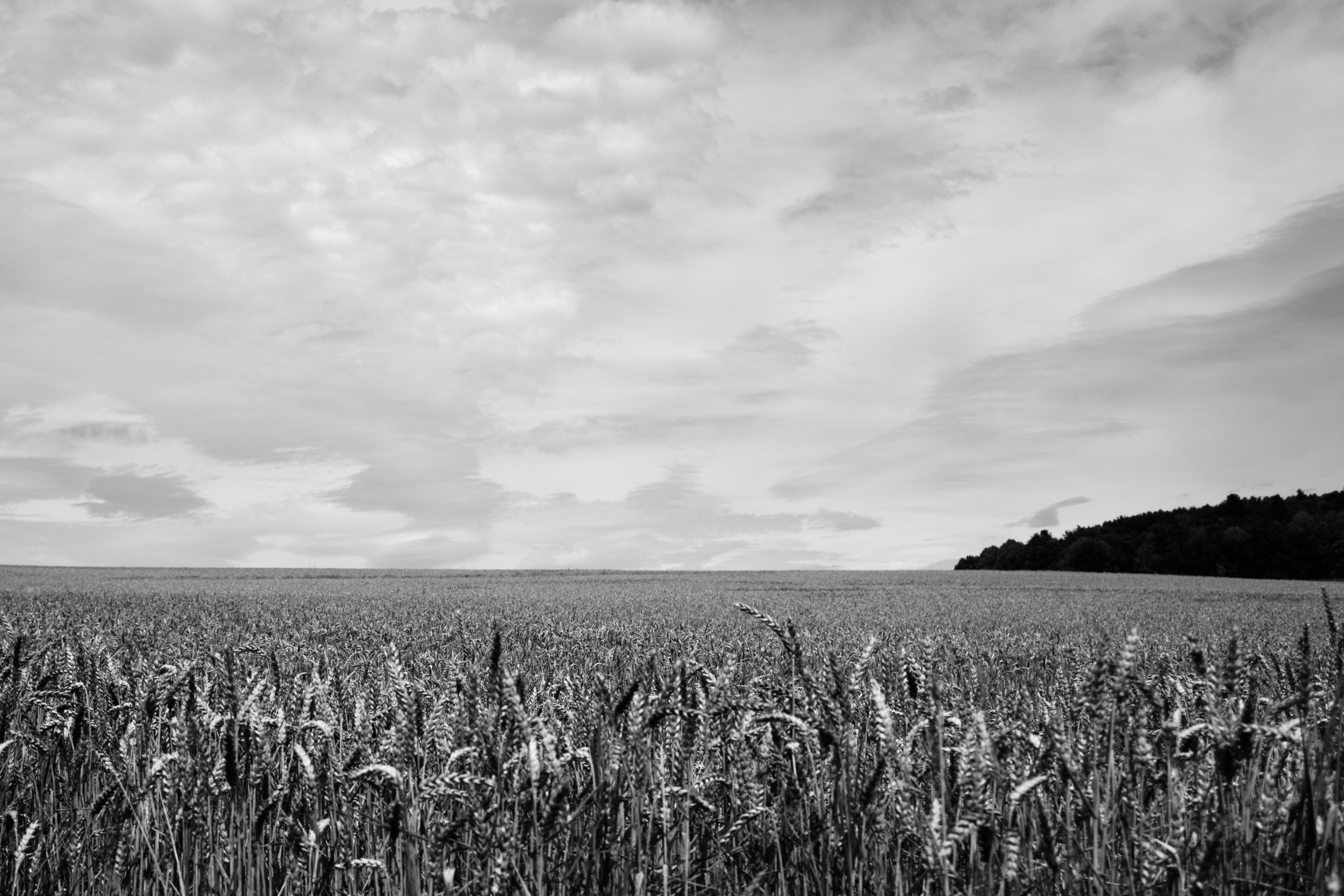 field, cloud - sky, scenics - nature, outdoors, rural scene, plant, 4K, growth, plantation, tranquility, no people, crop, farm, tranquil scene, environment, HD Wallpaper