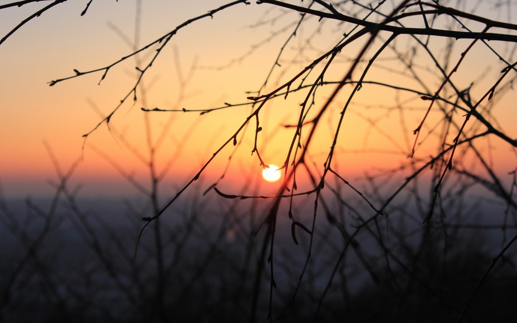 idyllic, growth, plant, outdoors, close-up, cloud - sky, nature, romantic sky, beauty in nature, 720P, tranquility, sunset, stalk, scenics - nature, bare tree, HD Wallpaper