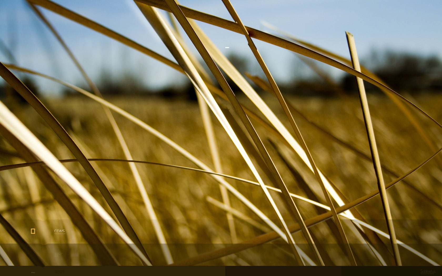 digital art, 720P, no people, close-up, focus on foreground, stalk, landscape, nature, field, cereal plant, land, beauty in nature, plants, rural scene, HD Wallpaper