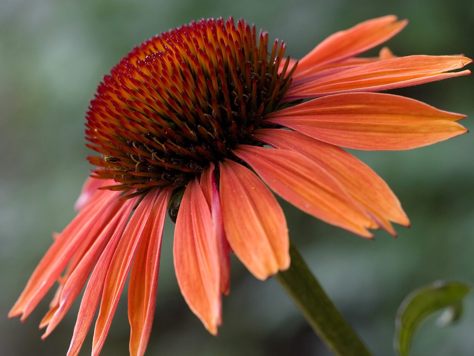 sundown, 720P, flowers, echinacea, hd, HD Wallpaper