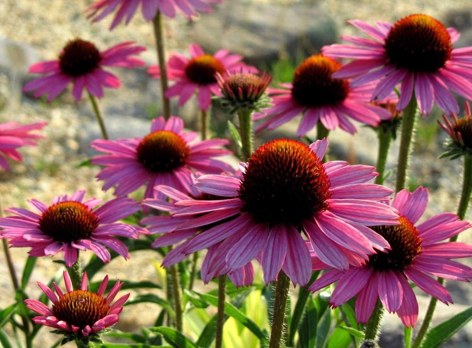 focus on foreground, pink, purple, flower head, flowers, 720P, no people, petals, daisy, flower, inflorescence, growth, beauty in nature, close-up, nature, HD Wallpaper