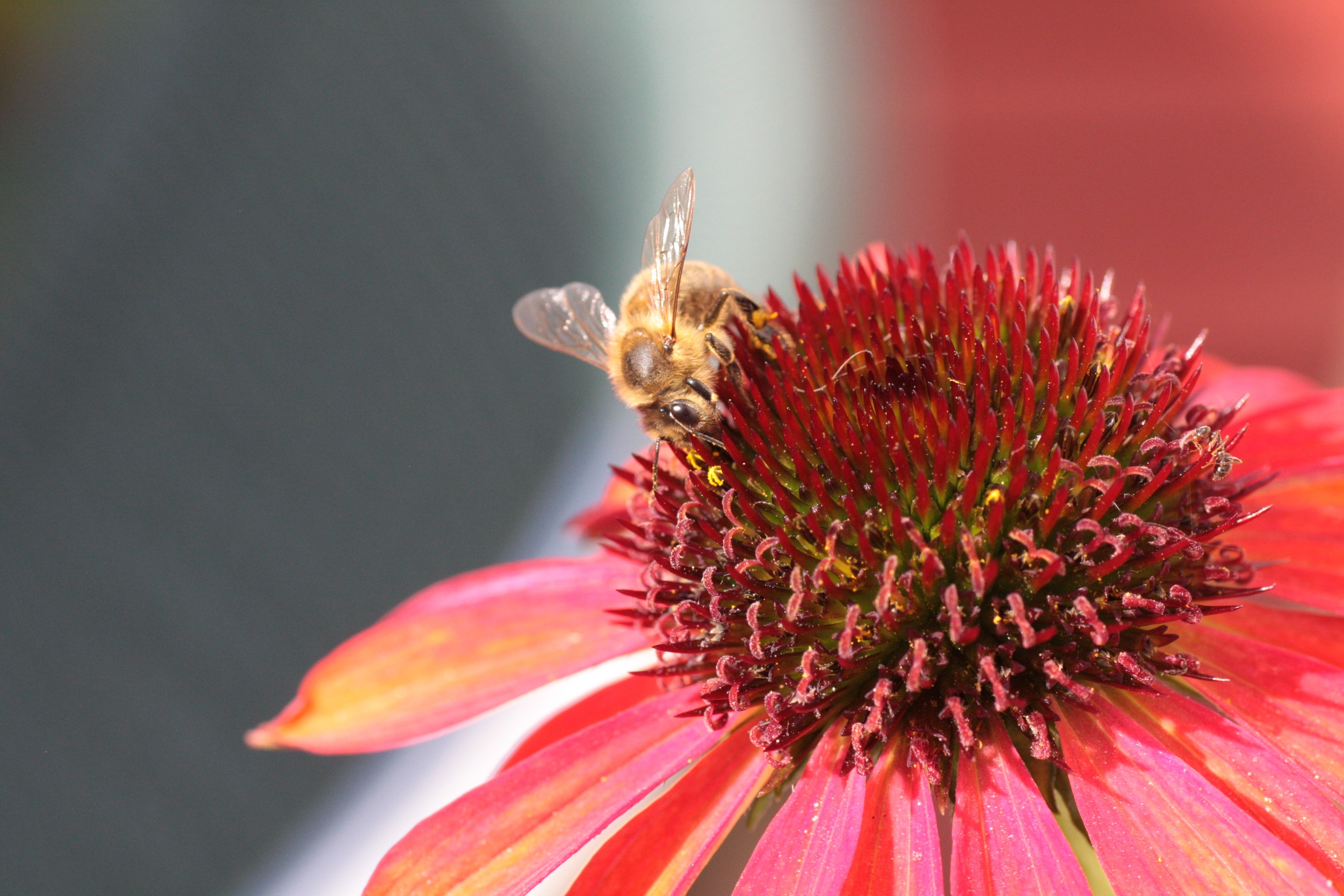 bee, black, flower, 4K, yellow, pollination, echinacea, honey, HD Wallpaper