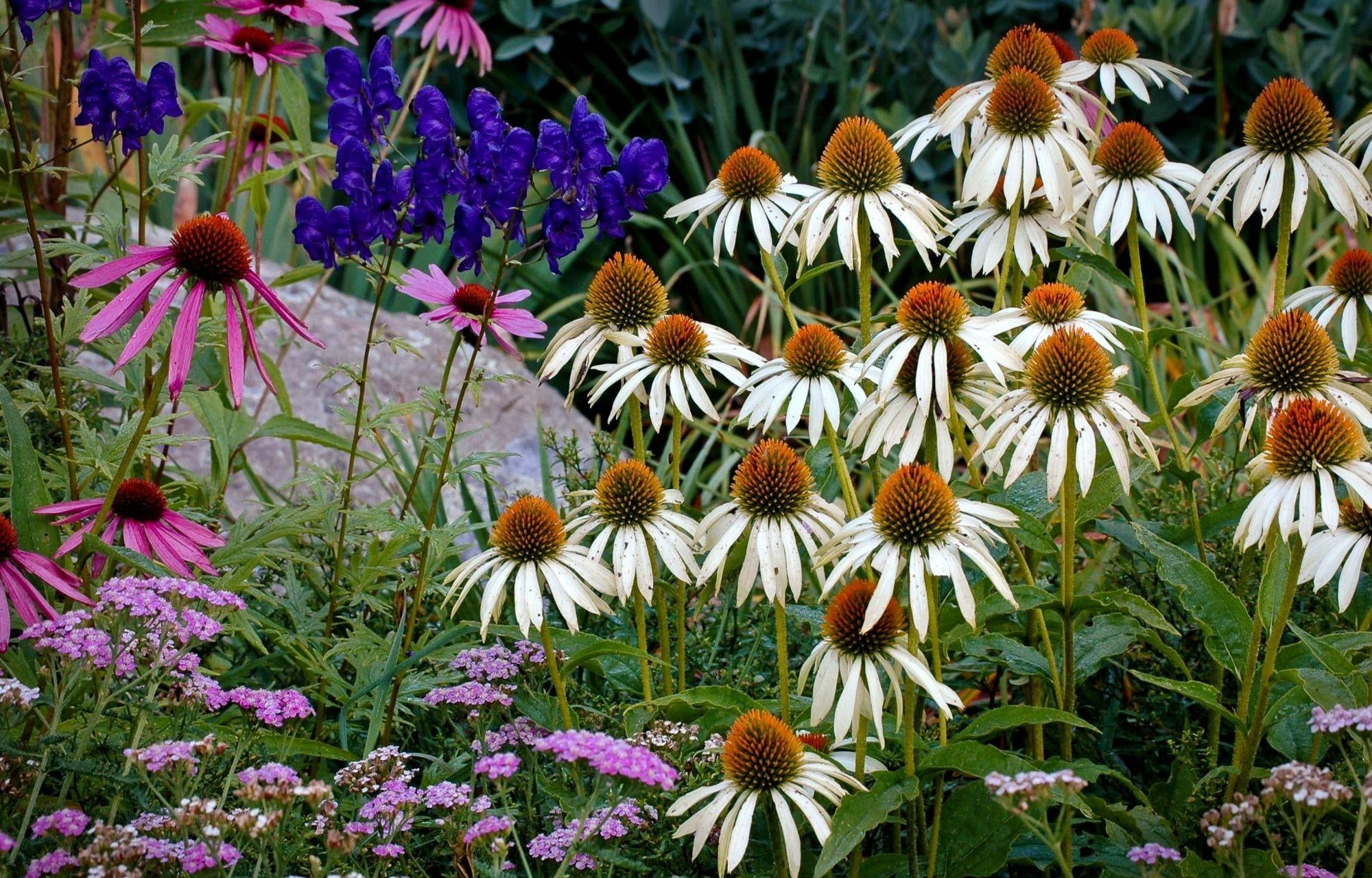 daisy, inflorescence, yellow, backgrounds, plant, formal Garden, coneflower, vulnerability, flowerbed, echinacea, petal, fragility, multi Colored, meadow, HD Wallpaper